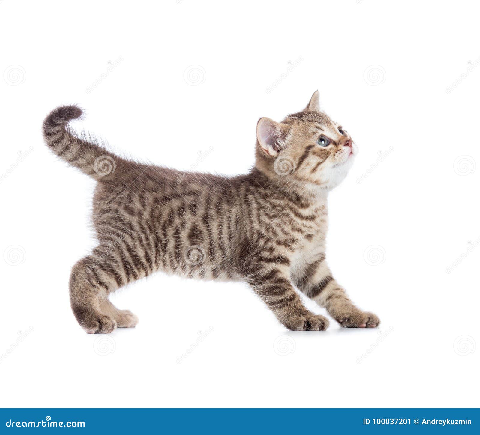 Standing Cat Looking Up Side View Isolated Stock Image - Image of