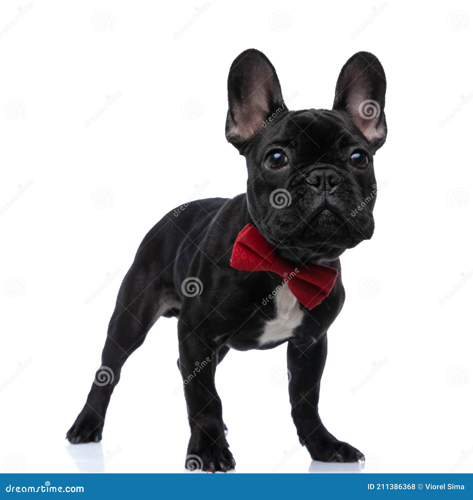 Standing Elegant French Bulldog Puppy Looking Up Stock Photo - Image of ...