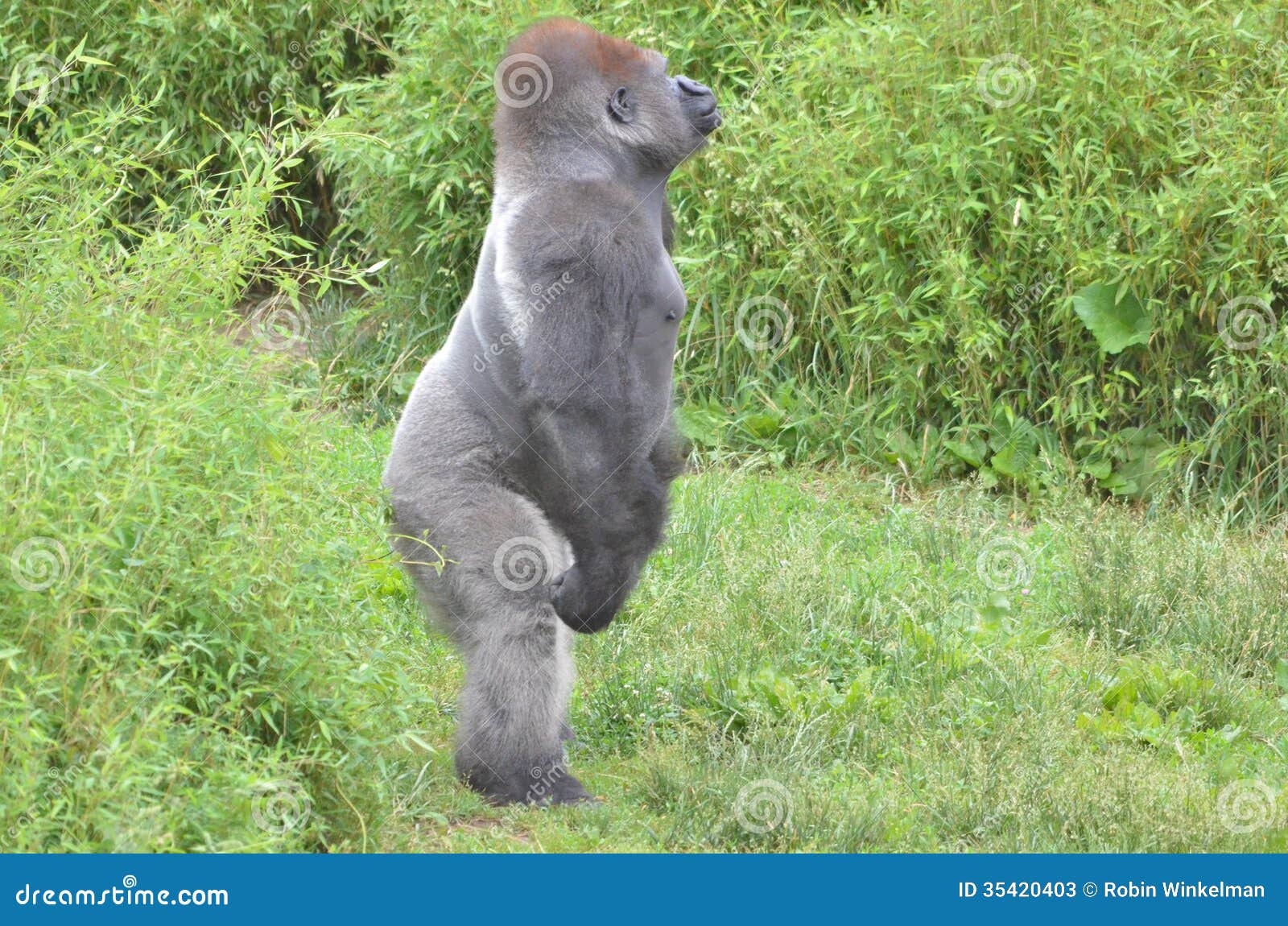 Standing gorilla stock image. Image of gorilla, black 35420403