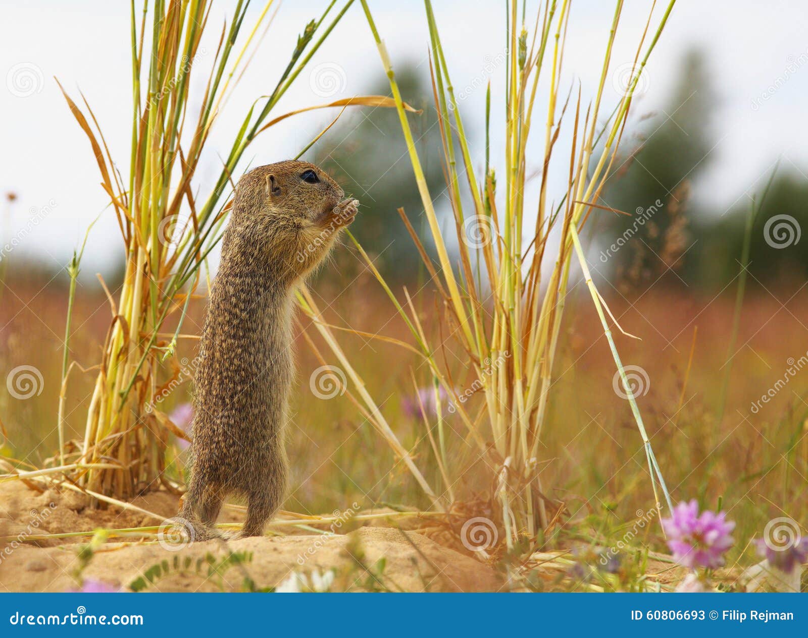 standing ground squirrel