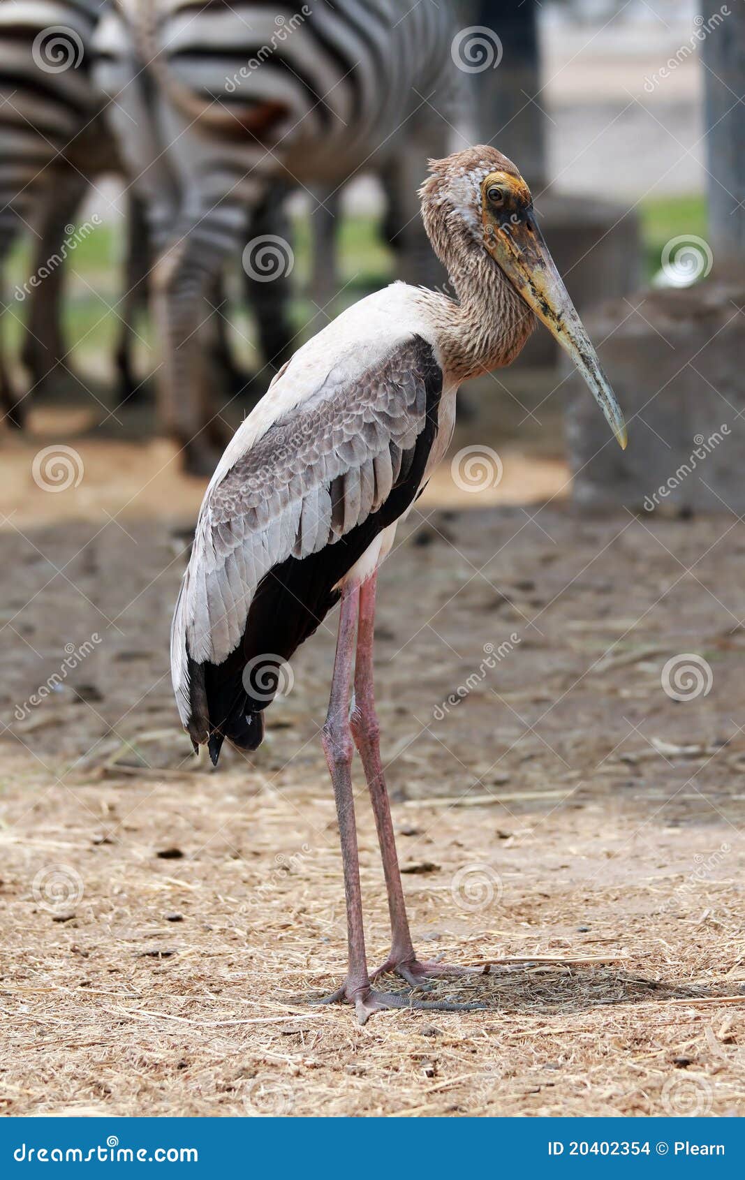 Standing Long Mouth Bird stock photo. Image of beach - 20402354