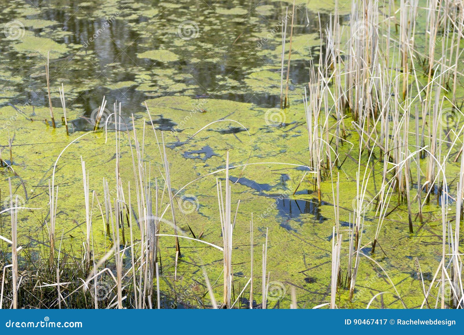 Standing Marsh Water with Green Algae Floating on the Surface Be Stock