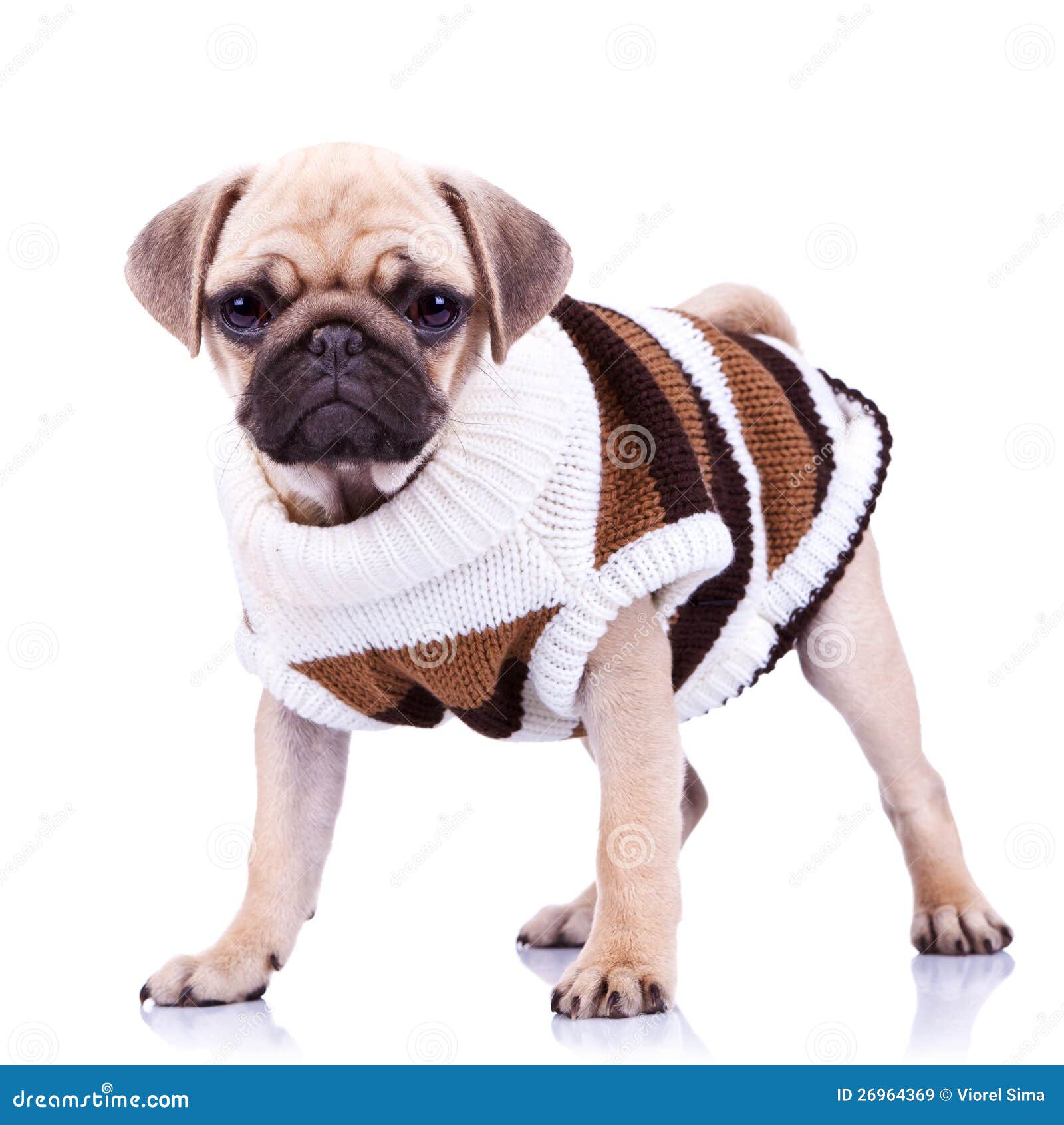 pug puppy clothes