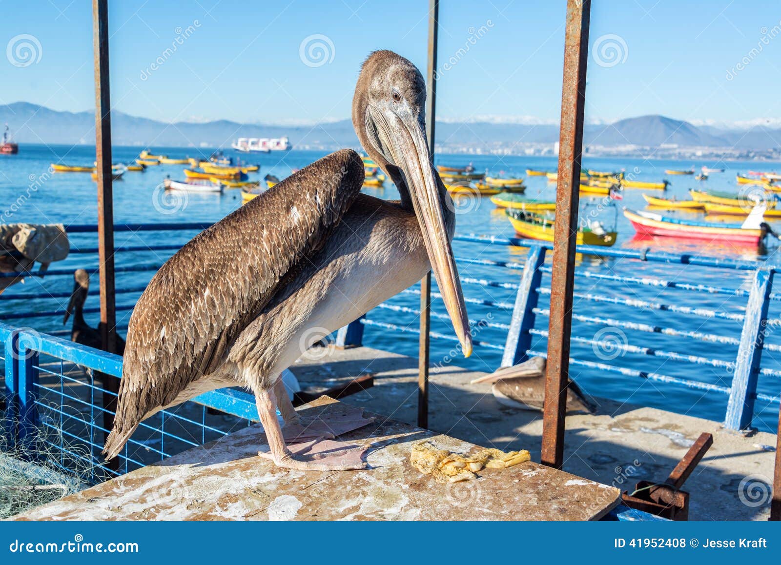 standing pelican in coquimbo