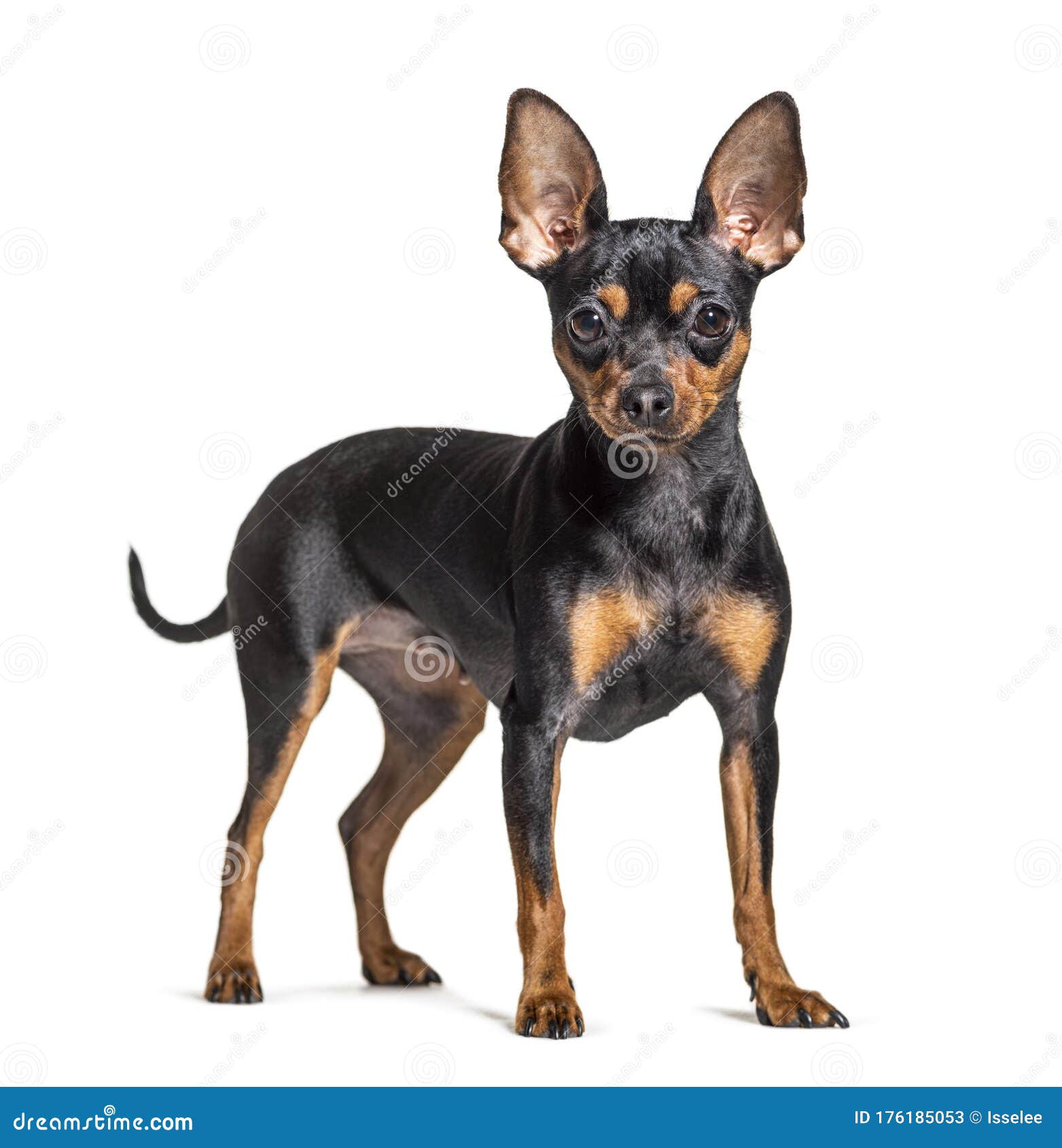 Standing Prague Ratter, Isolated Stock Image Image of domestic