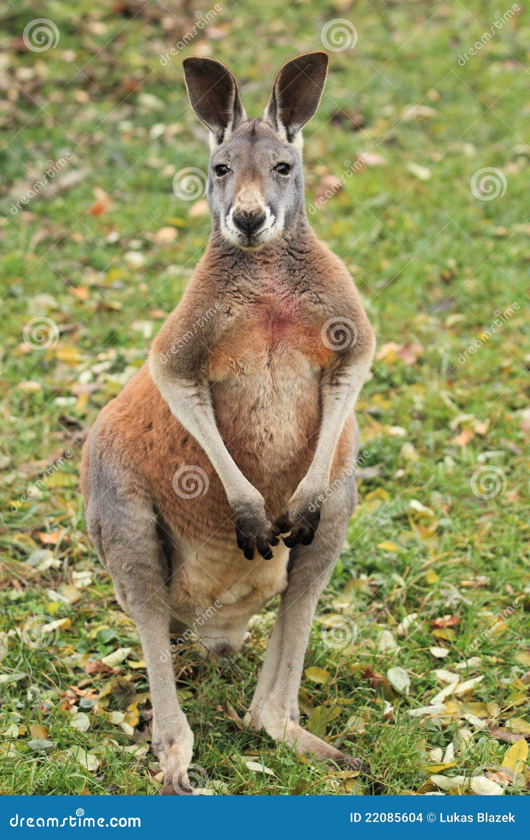 Kangaroo Standing Up