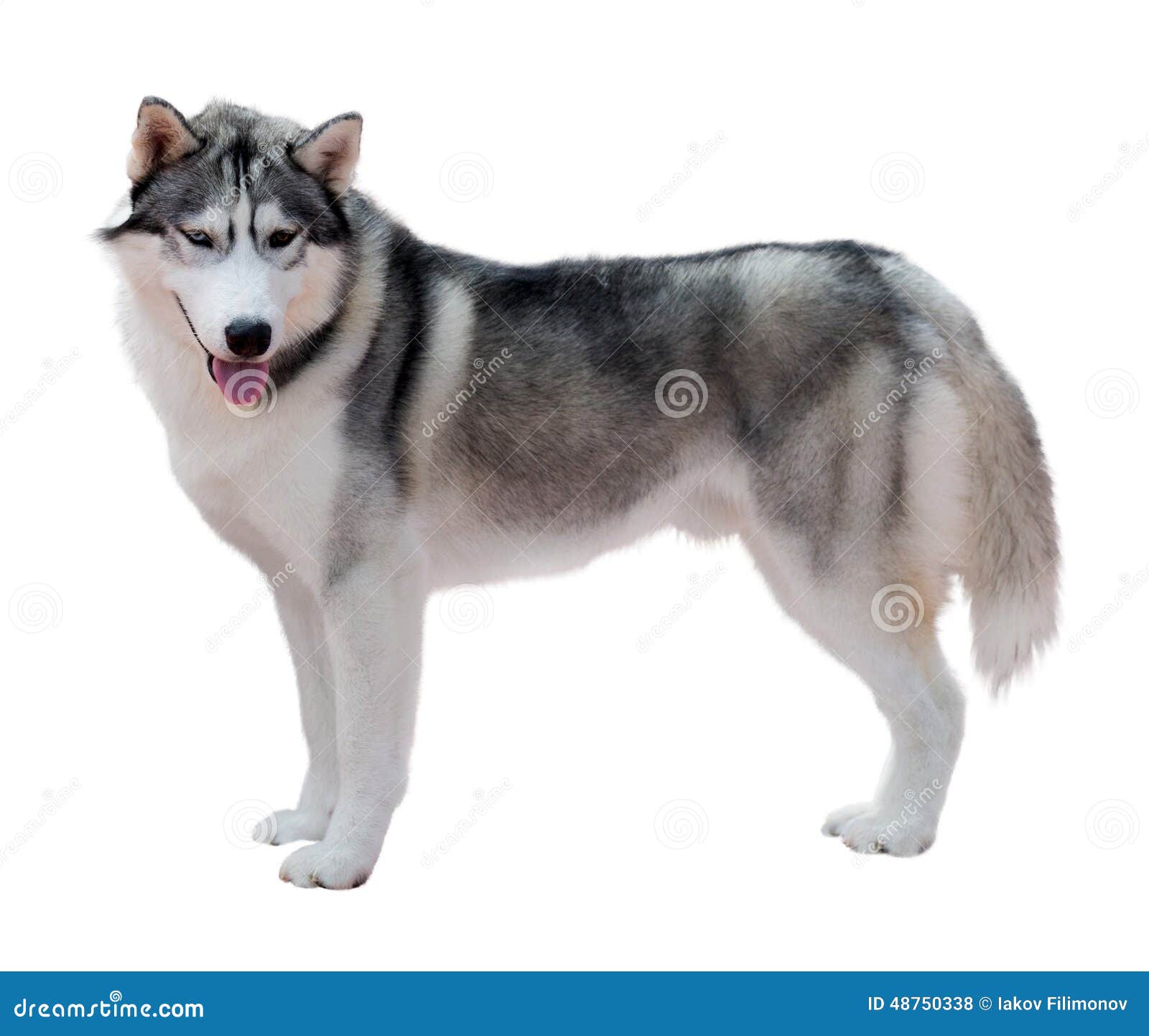 Image Result For Siberian Husky Vector Image Result For Siberian Husky Vector