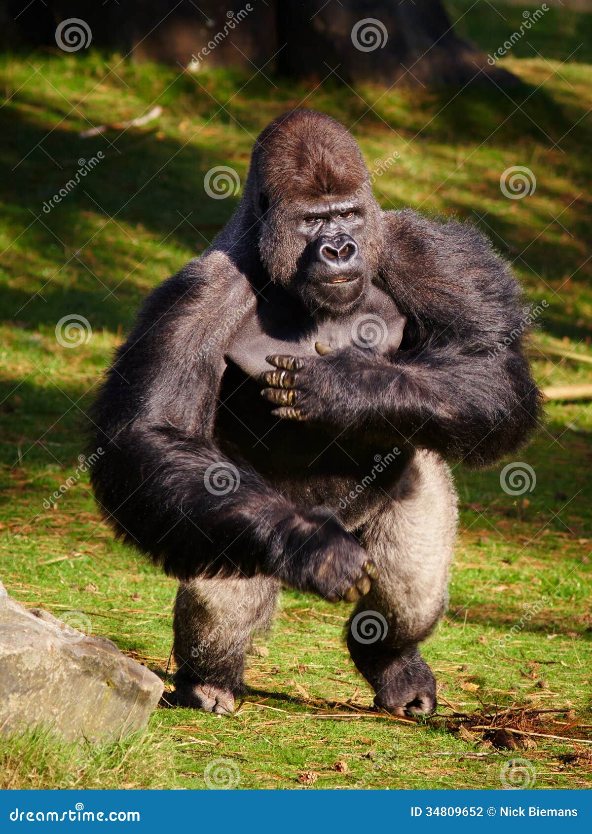 standing-silverback-gorilla-silver-back-showing-his-power-34809652.jpg