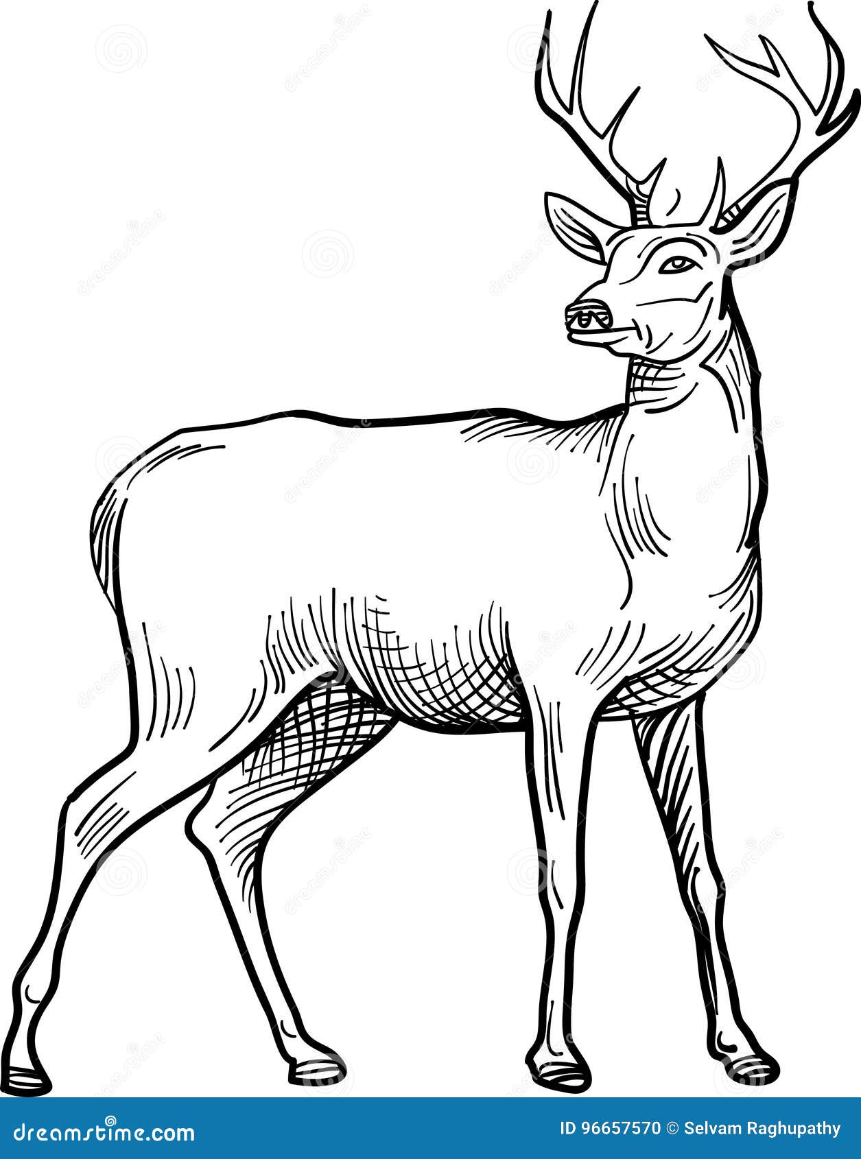 Stag Clip Art Black And White