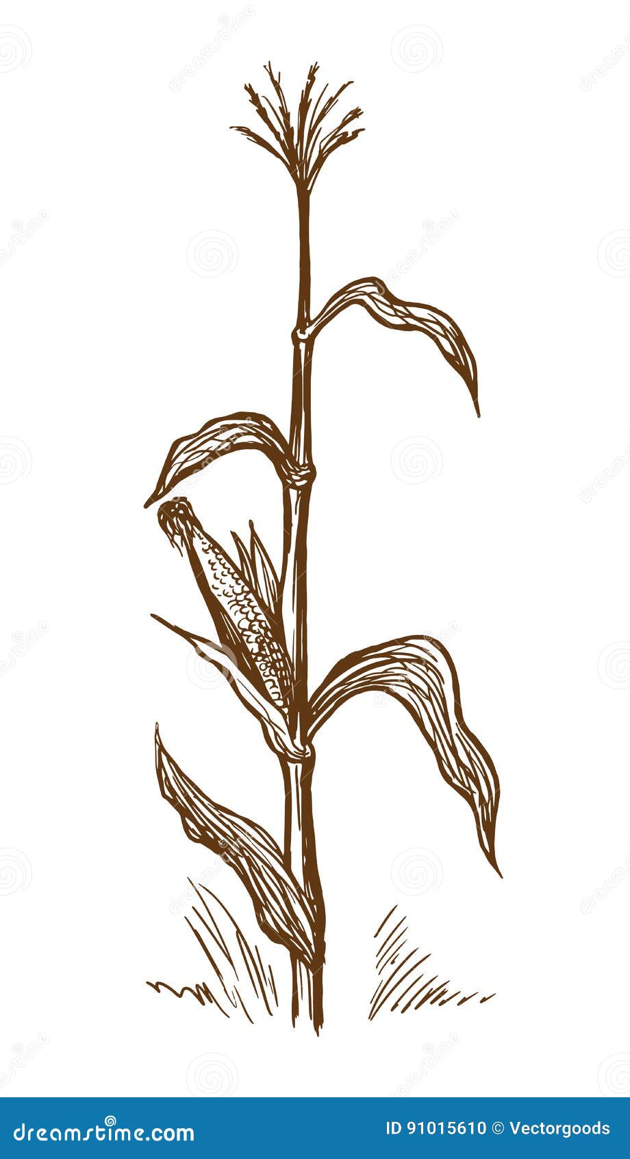 standing stalk of corn