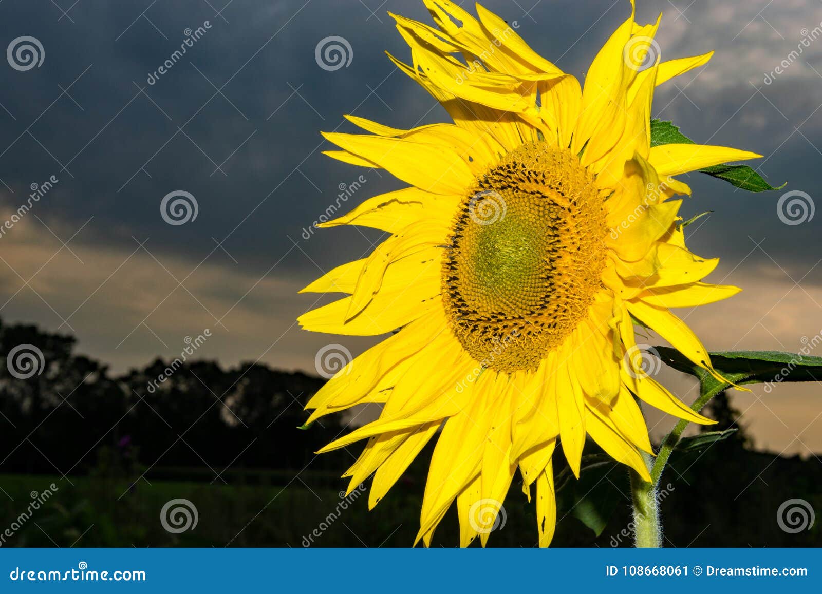 standing sunflower against a dark sky