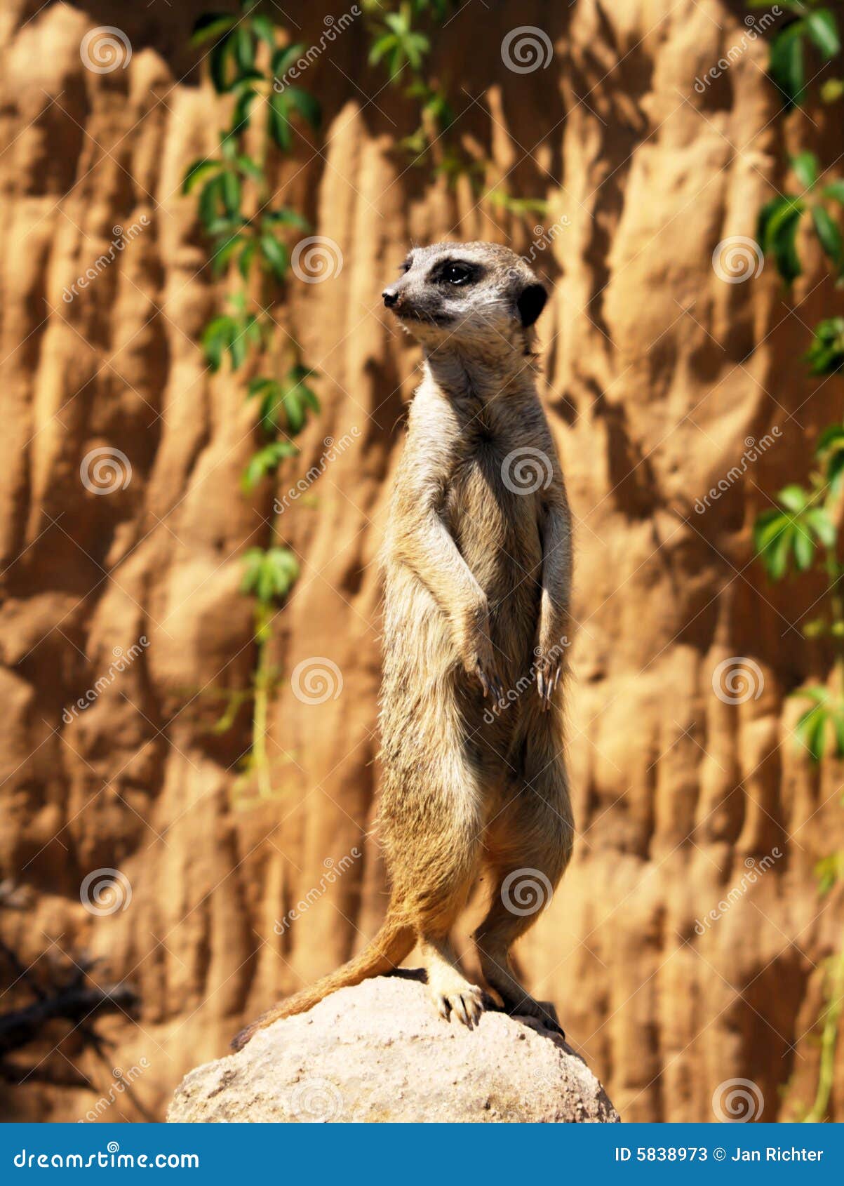standing suricatta (meerkat)