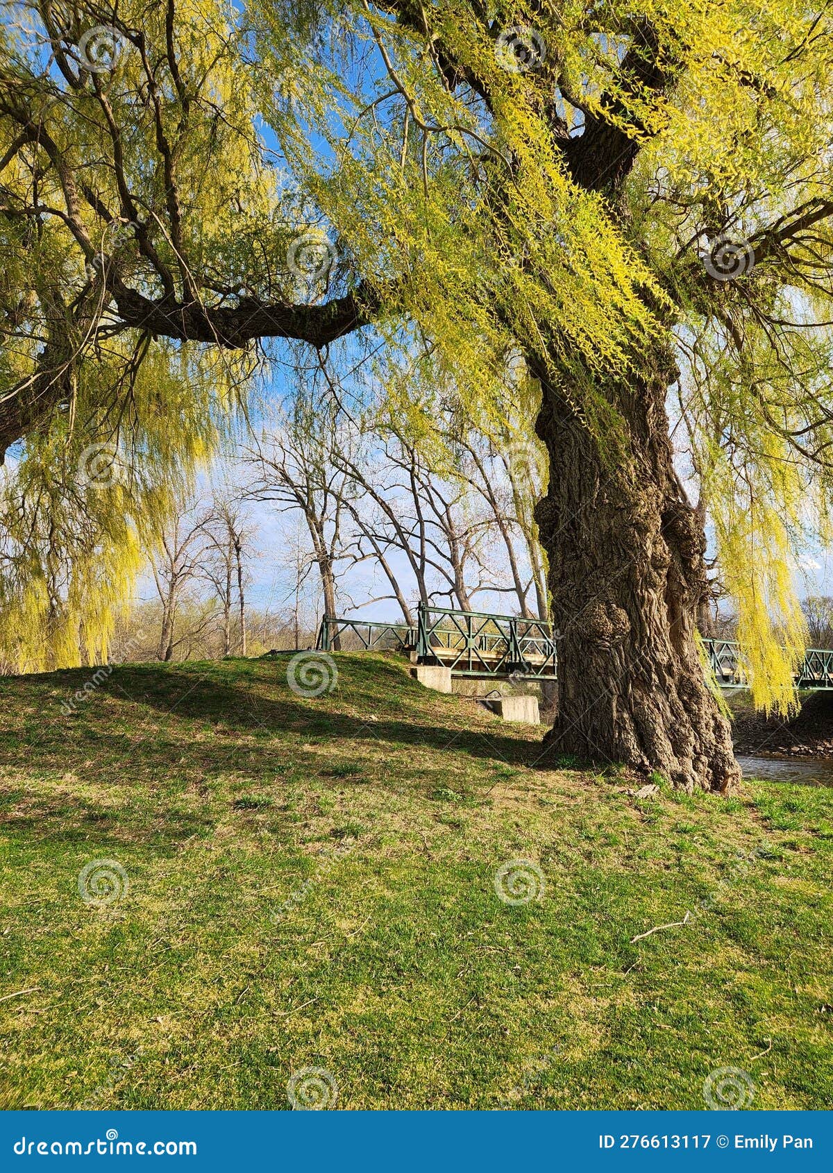 Standing Under a Willow Tree Stock Image Image of shrub, meadow