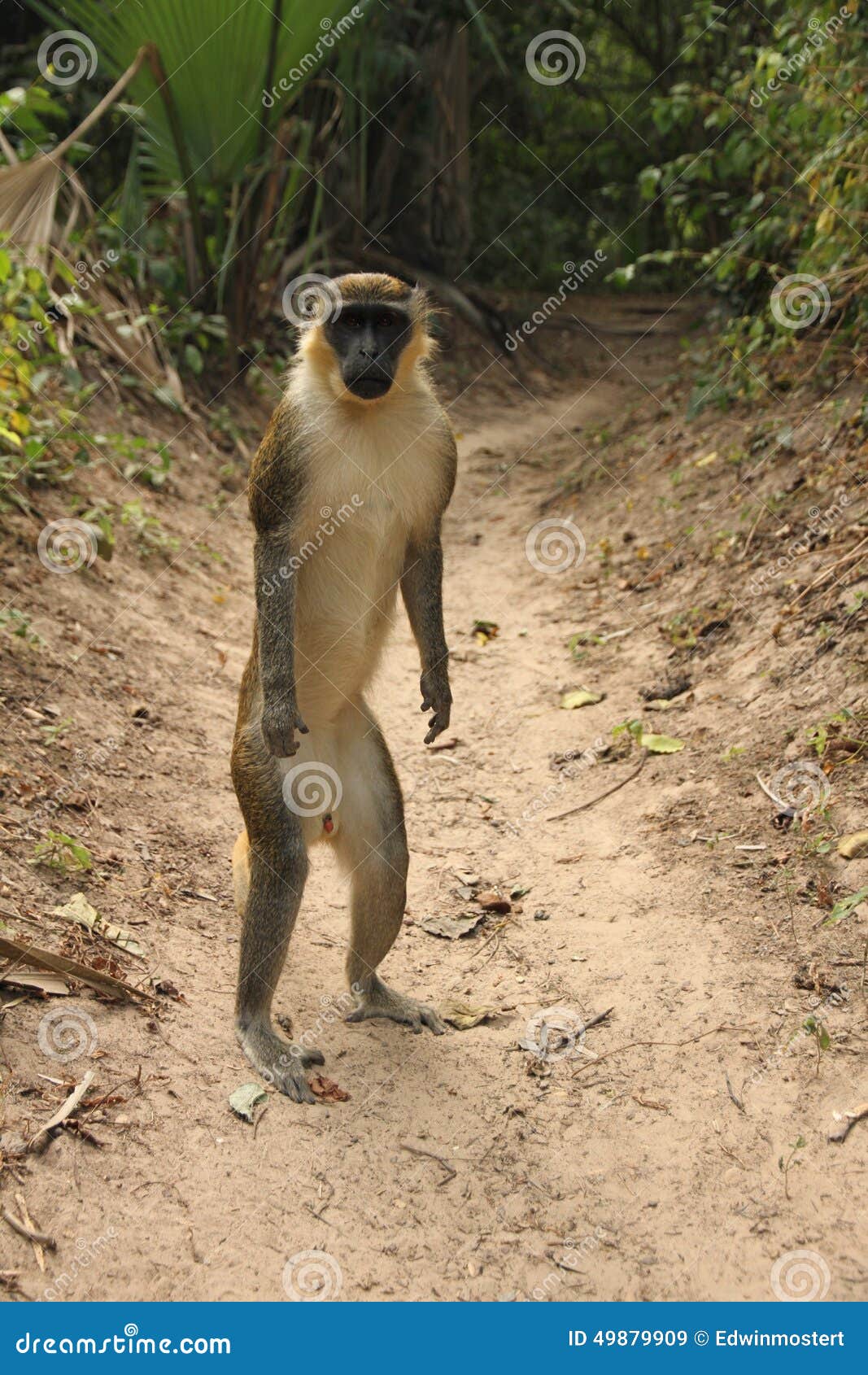  Standing  vervet monkey  stock image Image of africa park 
