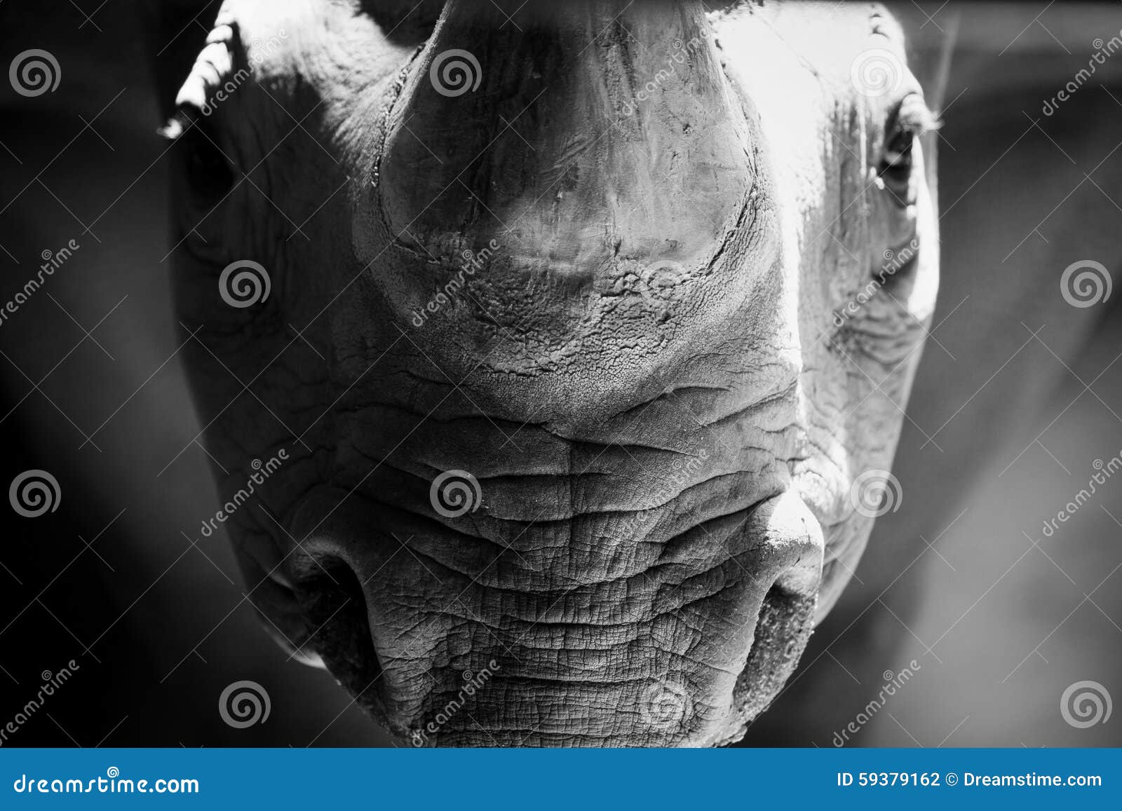 Standoffish stock photo. Image of animal, poaching, wrinkles 59379162