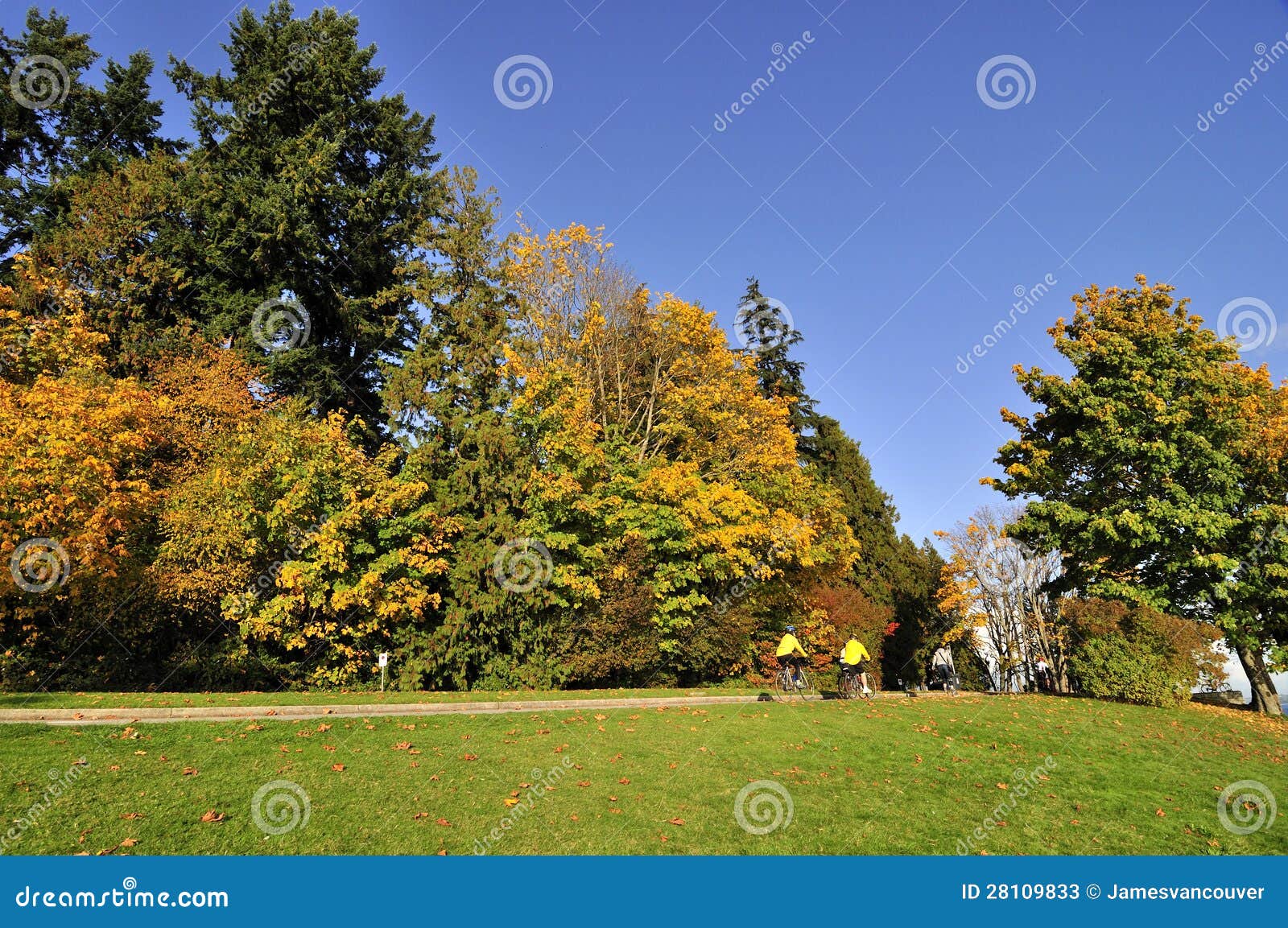Stanley park in the autumn stock image. Image of stanley 28109833