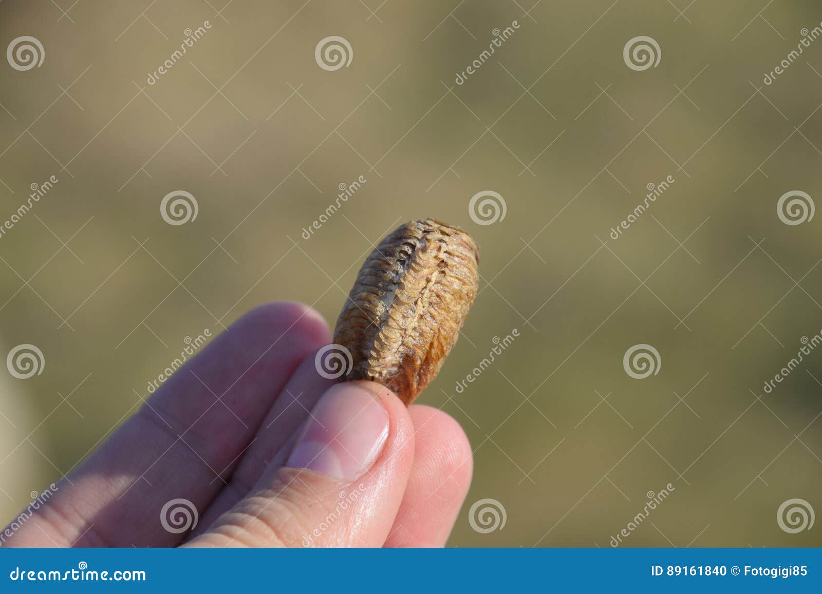 Stapel Der Gottesanbeterin In Der Menschlichen Hand Inspektion Ootheca Die Eier Des Insekts Das In Den Kokon Fur Den Winter Gele Stockfoto Bild Von Draussen Fall 89161840