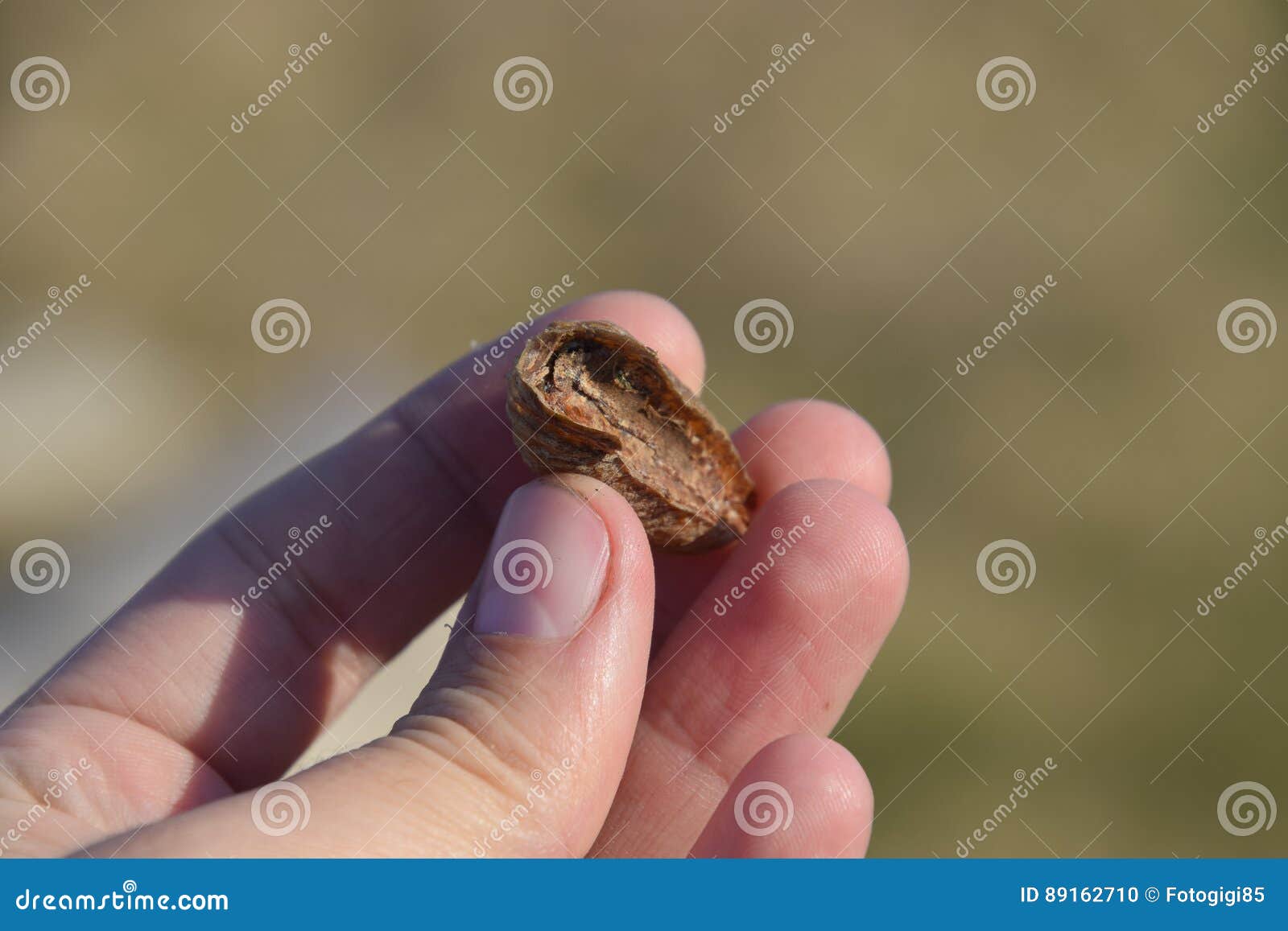 Stapel Der Gottesanbeterin In Der Menschlichen Hand Inspektion Ootheca Die Eier Des Insekts Das In Den Kokon Fur Den Winter Gele Stockfoto Bild Von Beten Zweig 89162710