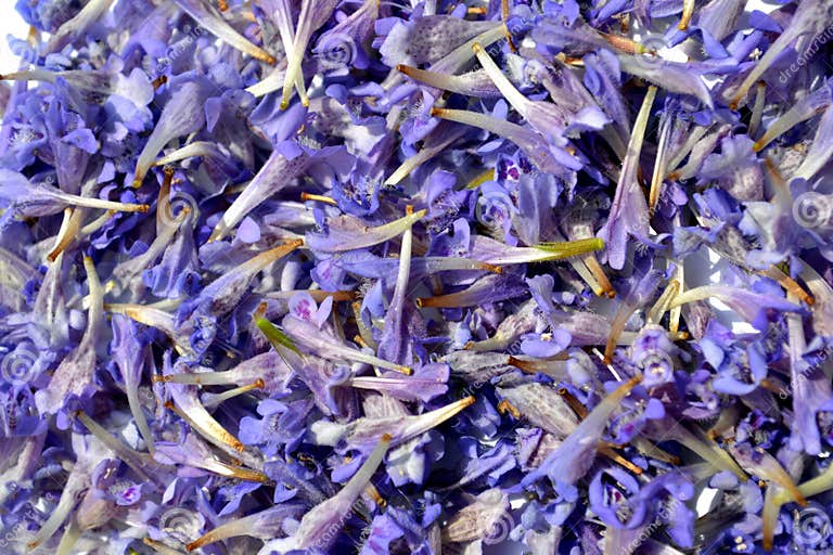 Stapel Von Lila Blumen Von Glechoma Hederacea Stockfoto Bild von