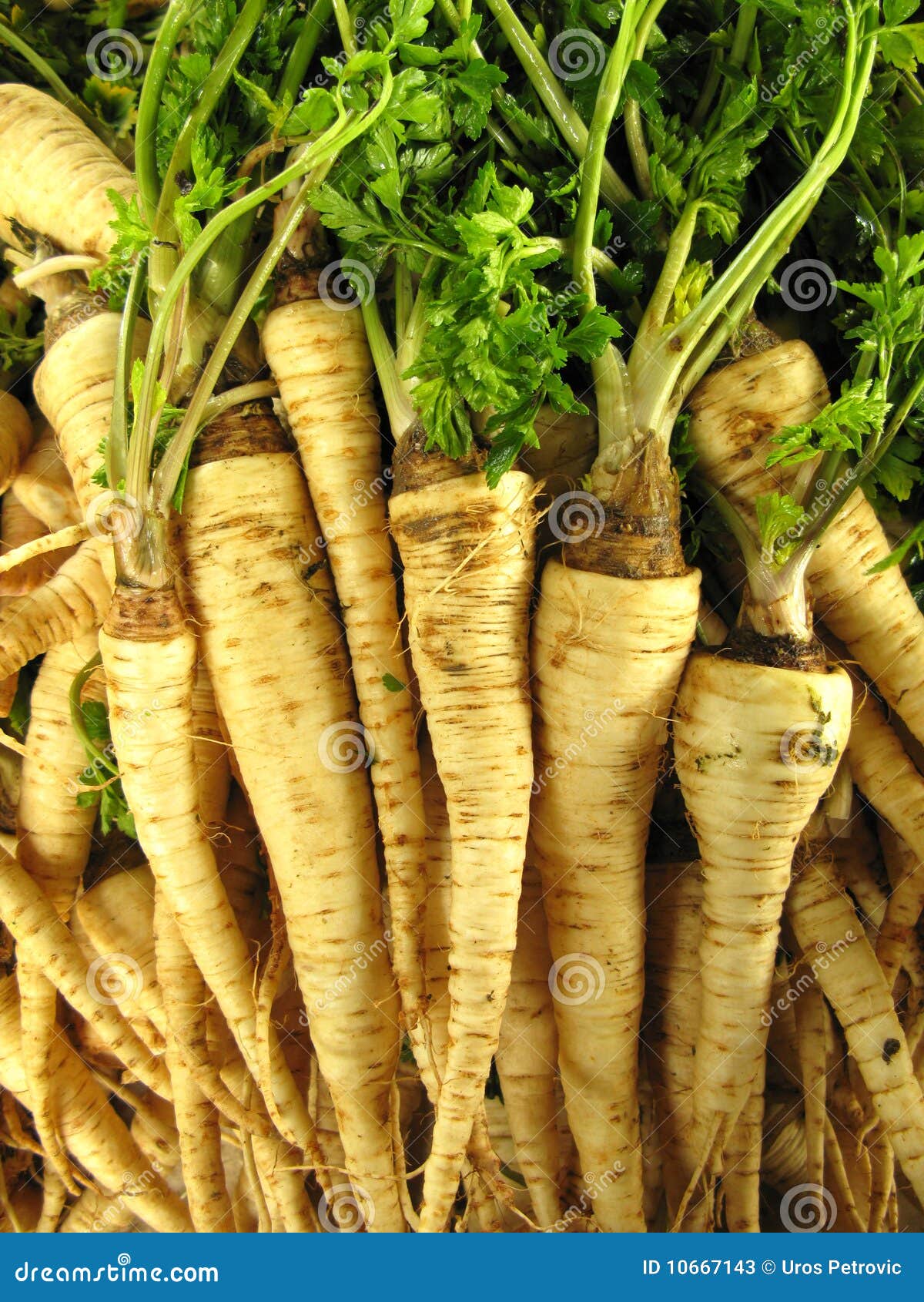 Stapel Weisse Karotten Stockbild Bild Von Vertikal Stapel 10667143