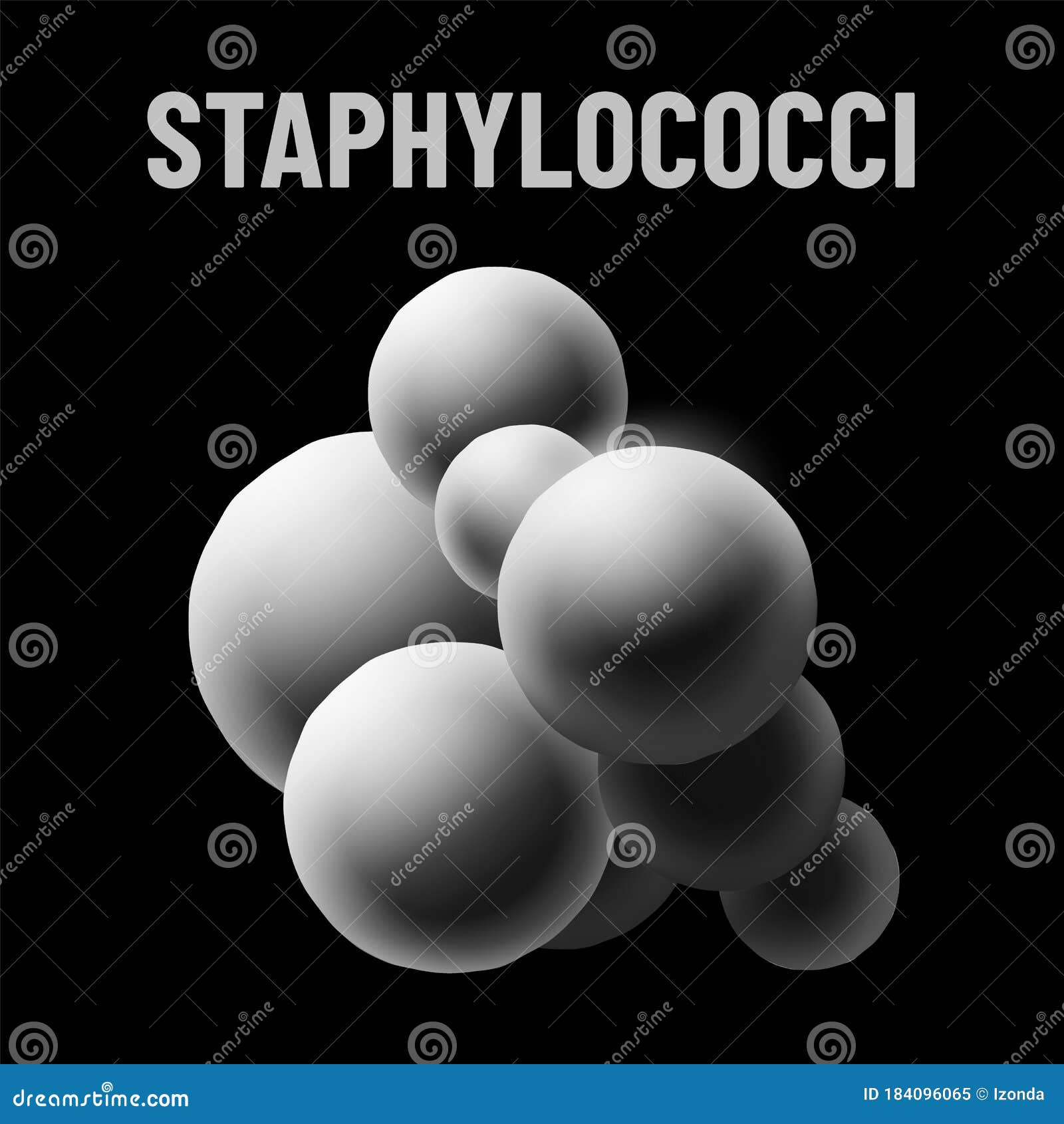 staphylococci bacteria monochrome   on black background. virus concept