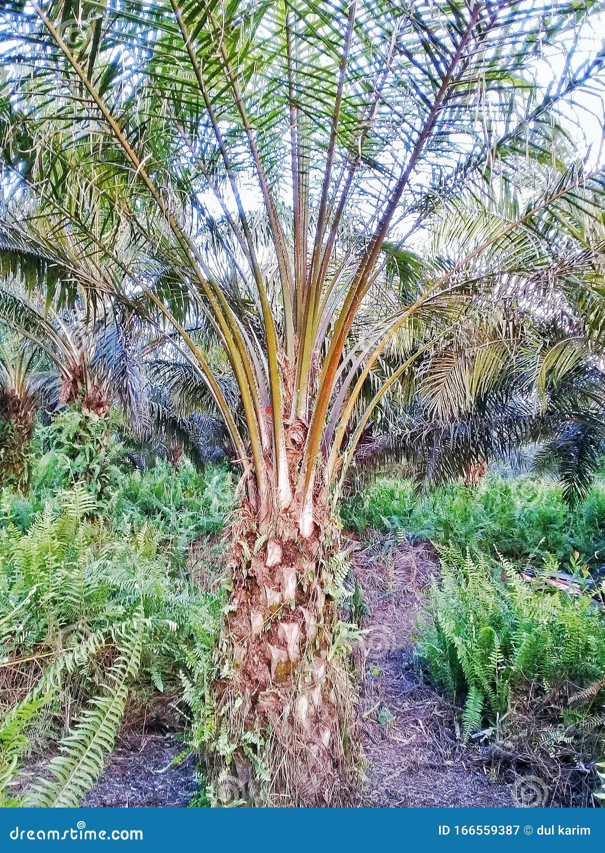 staple palm abnormally runt