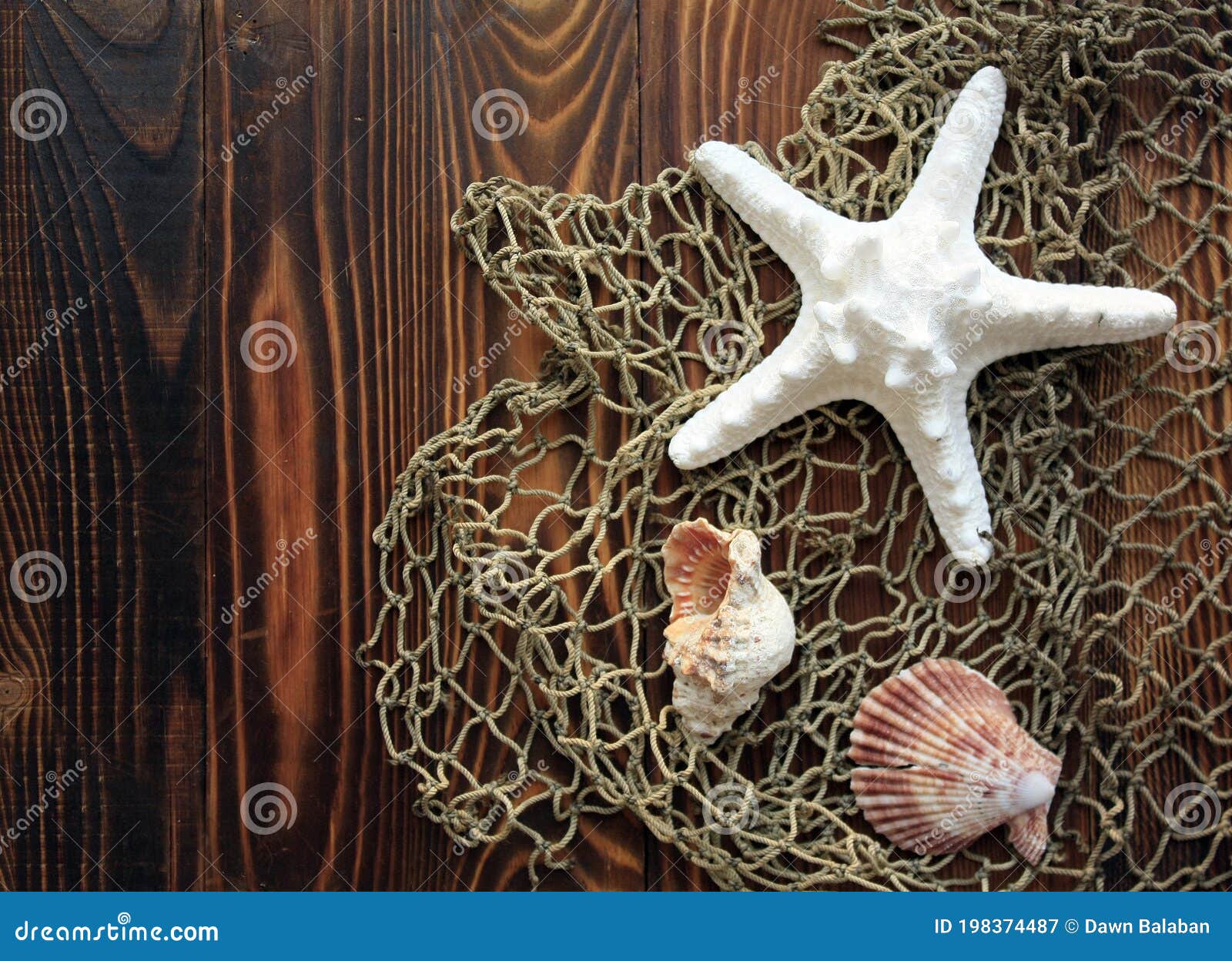 Star Fish and Shells Inside a Fishing Net. Stock Image - Image of