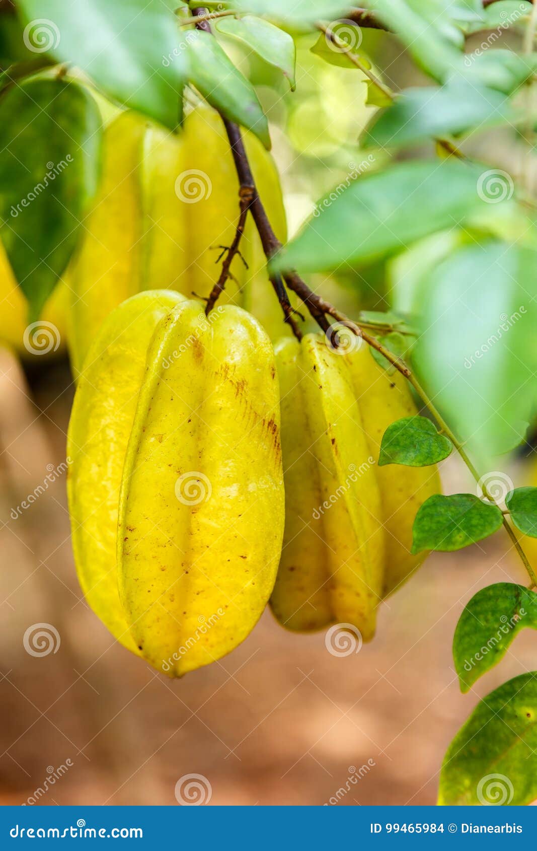 Star Fruit stock photo. Image of green, tree, tropical 99465984