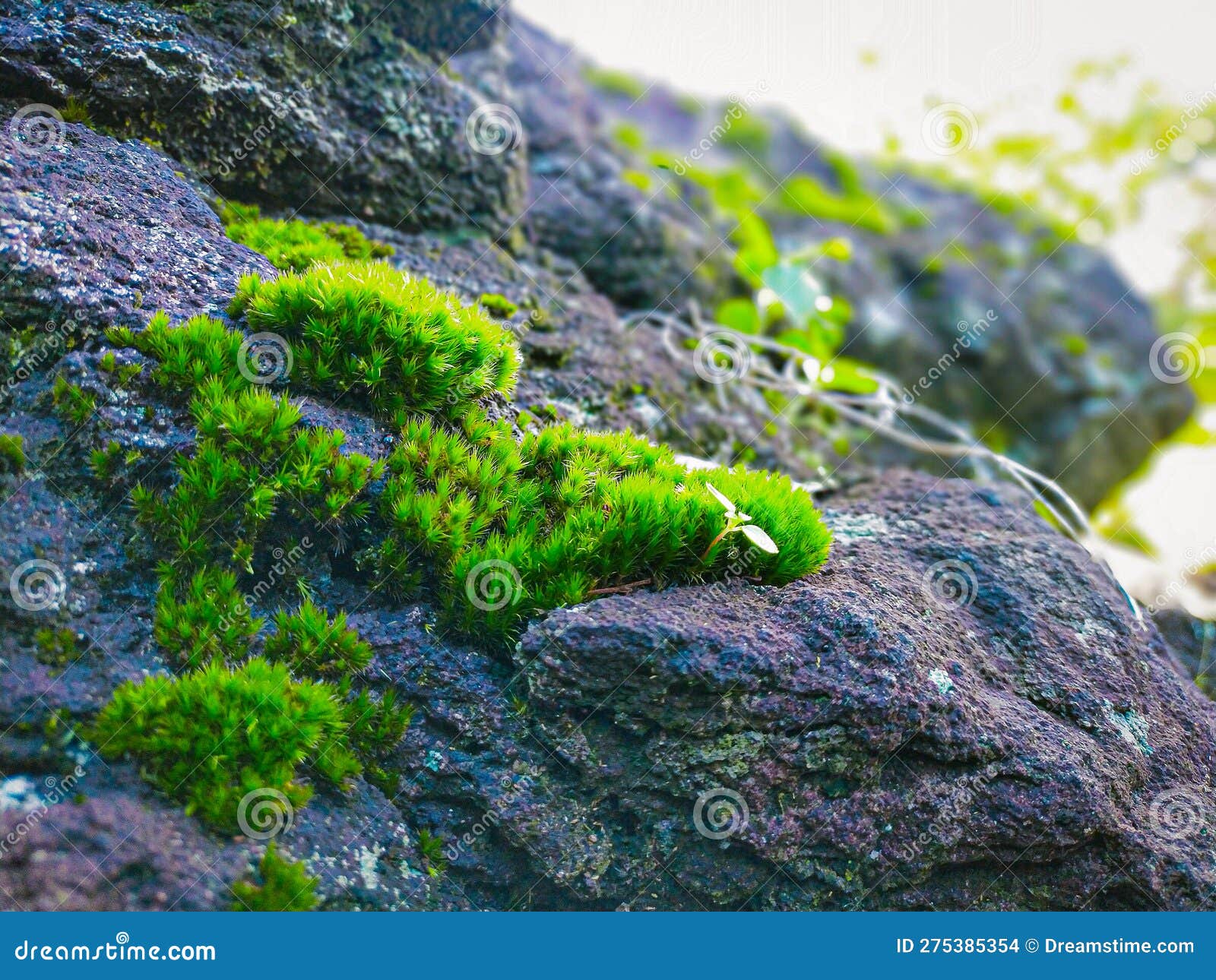 Star Moss Background RoyaltyFree Stock Photography