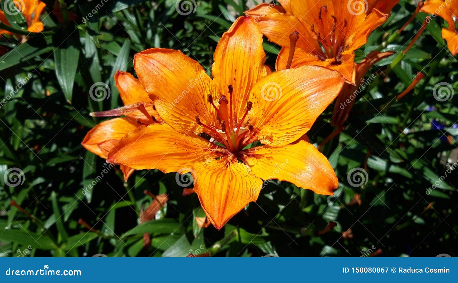 Star Orange Flower Close Up Stock Image Image of nature, close 150080867