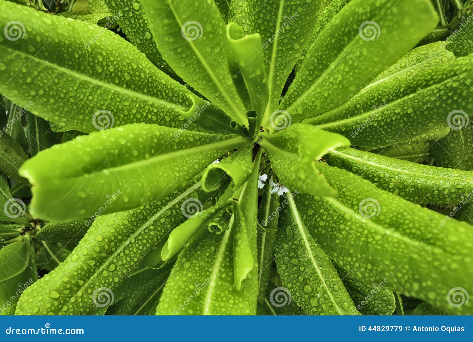 StarShaped Plant stock image. Image of freshness, tropical 44829779