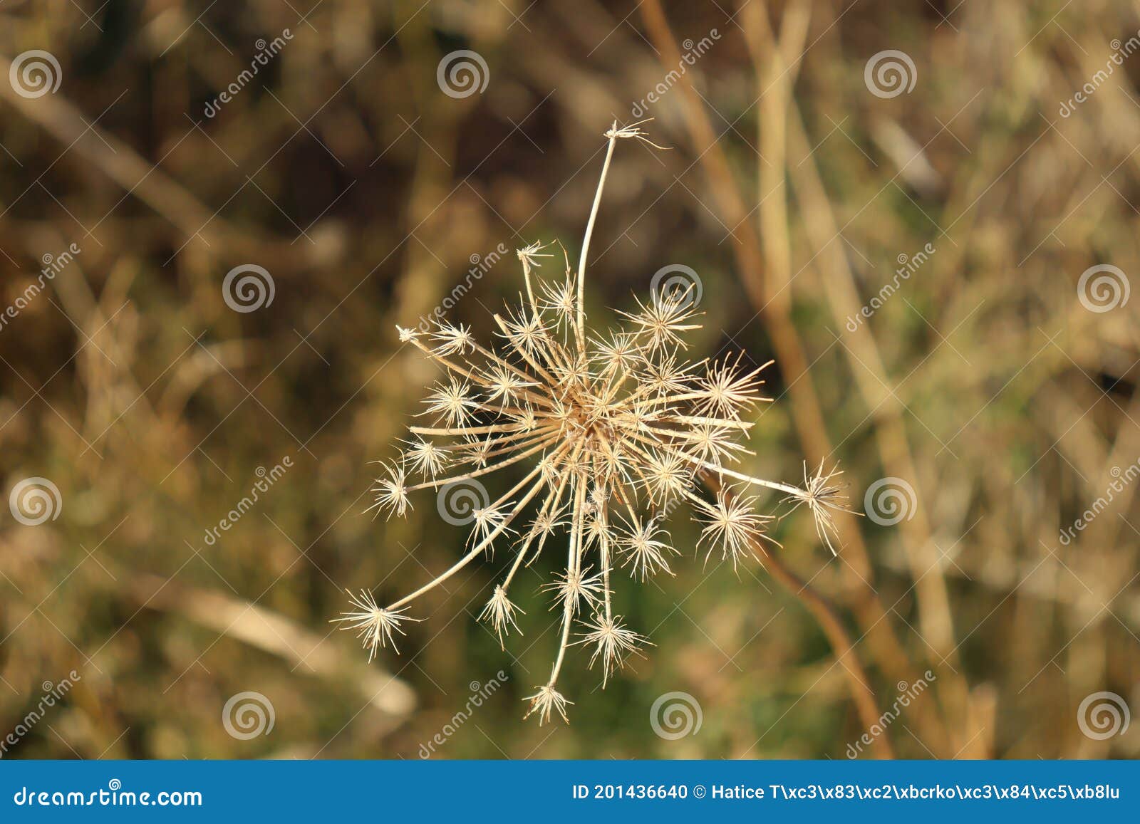star-d prairie plant seed