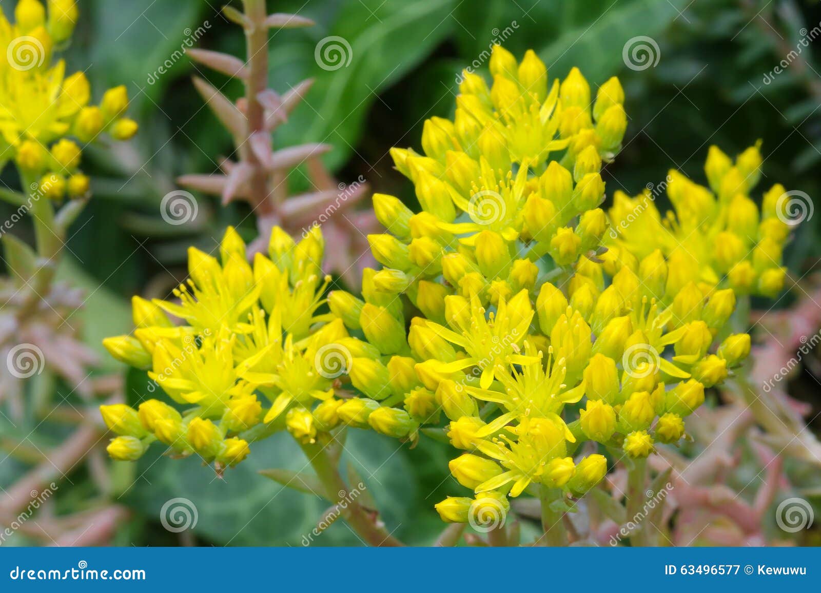 Star Shaped Yellow Flowers of Sedum, Stonecrop Stock Image - Image of ...