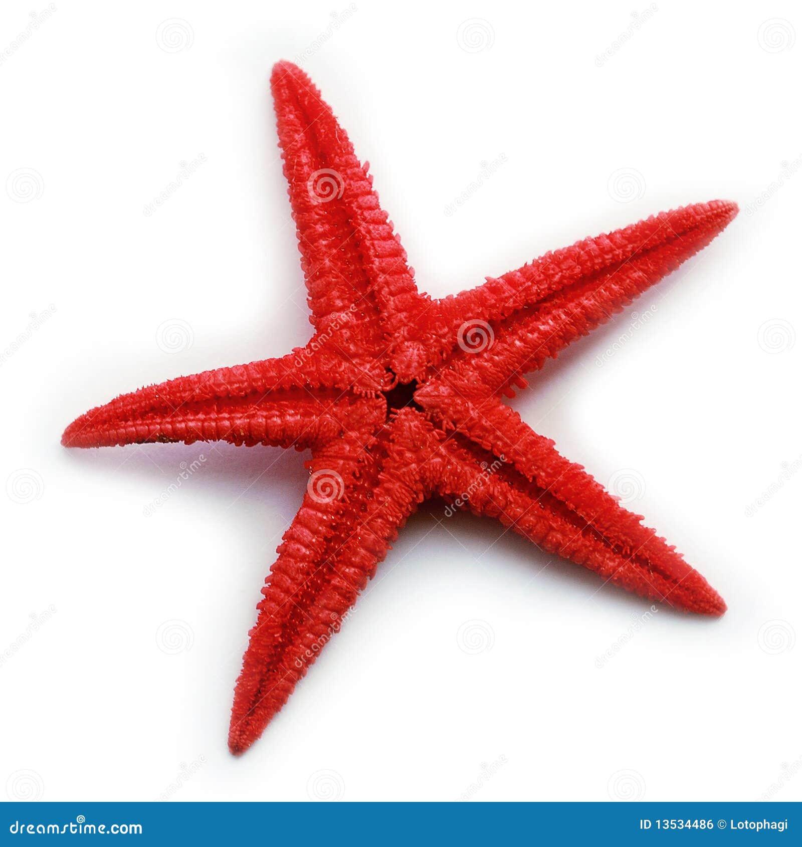 starfish