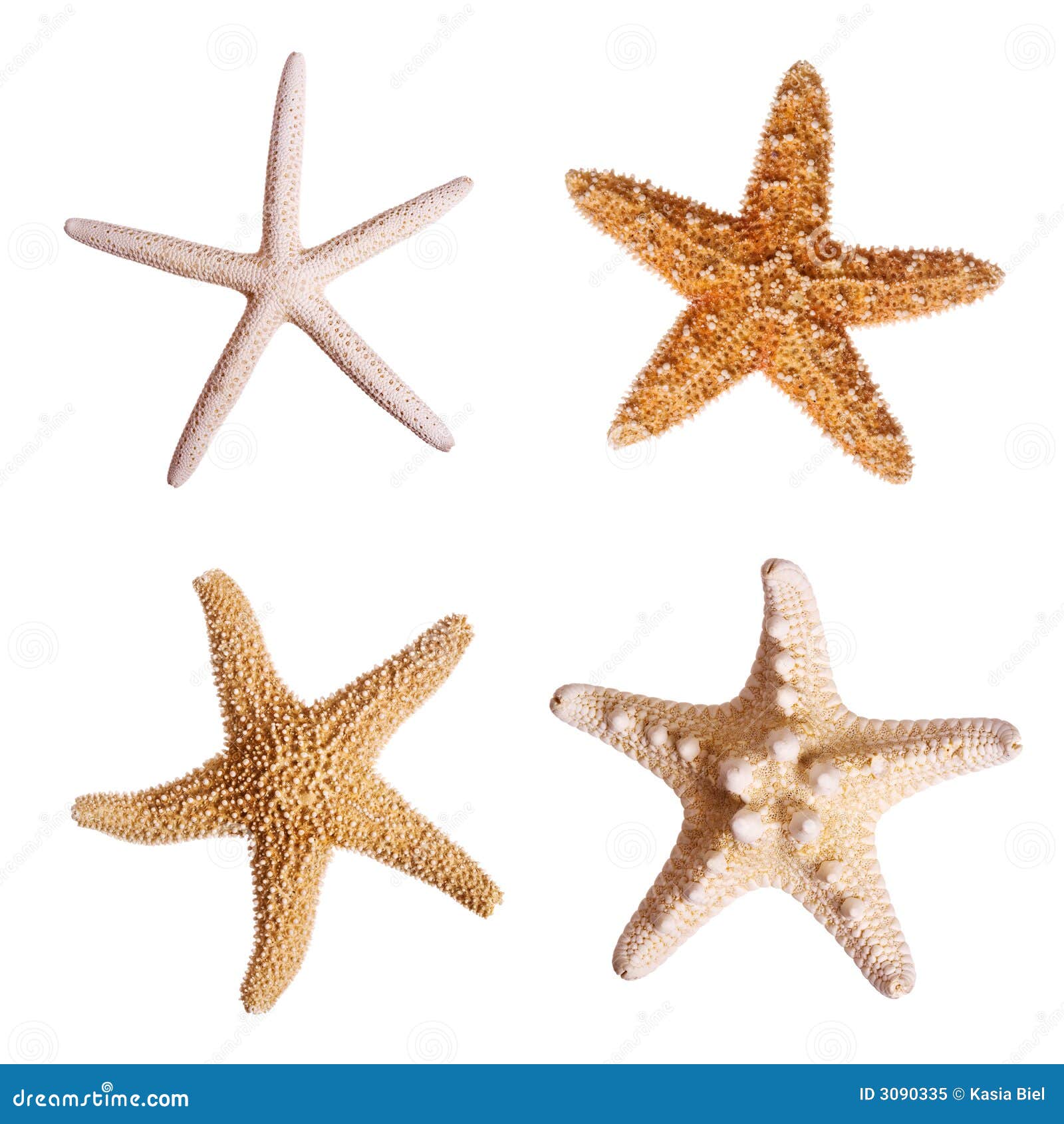 starfish