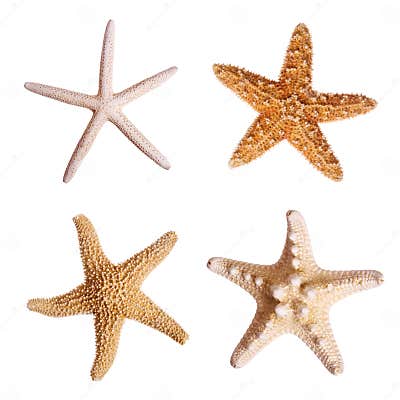 Starfish stock image. Image of shell, star, isolated, seashell - 3090335