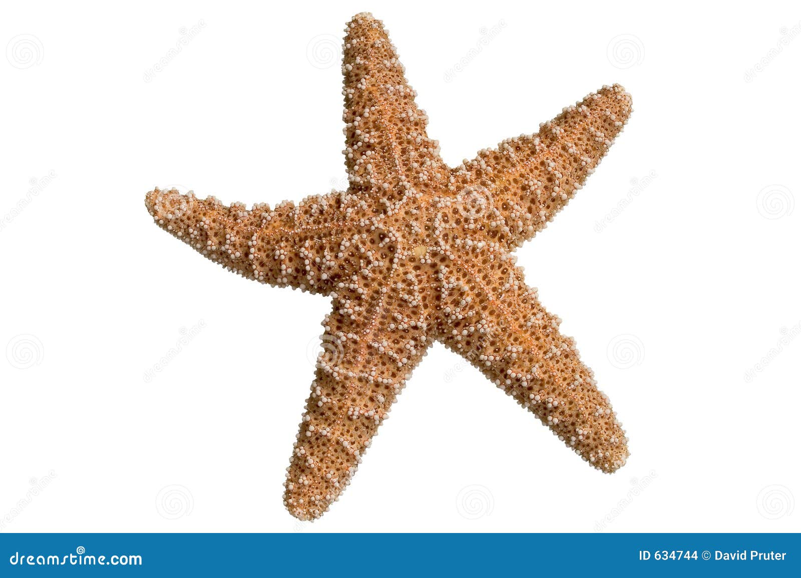 starfish