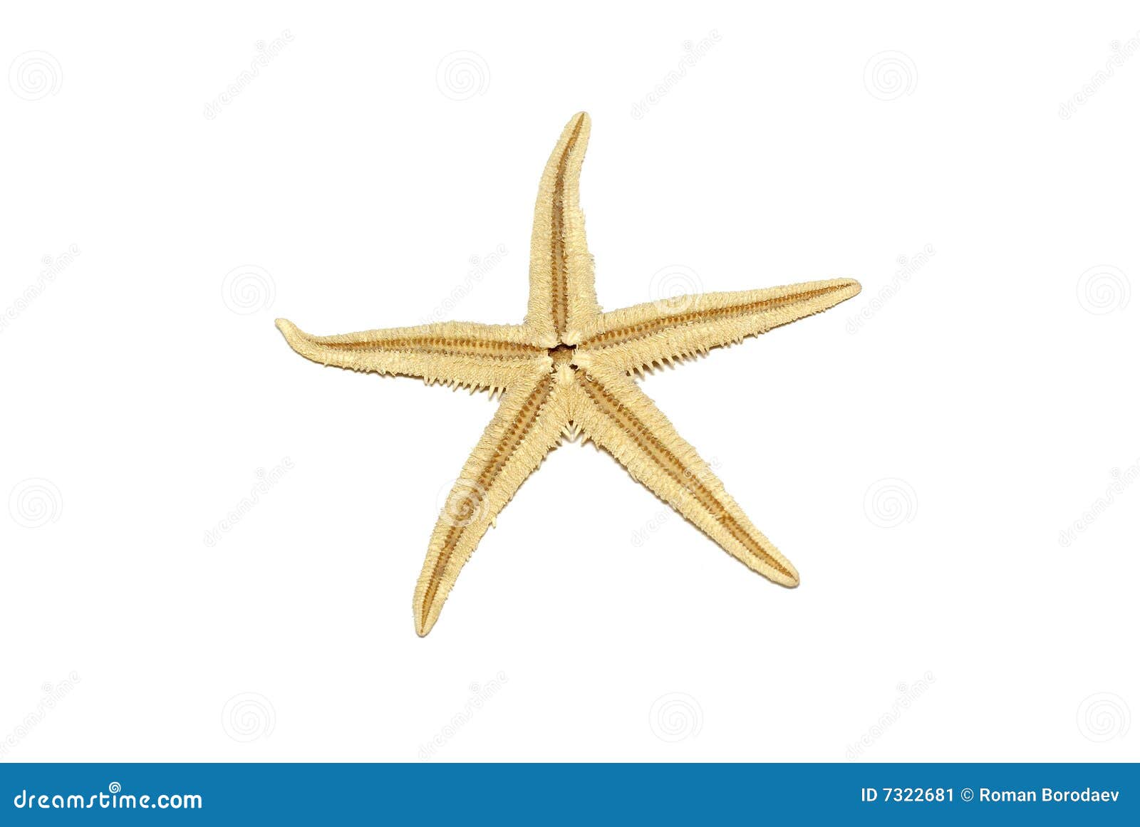 starfish  on white background seastar star sea fish shell coral ocean marine creature seashell asterias dry rubens five