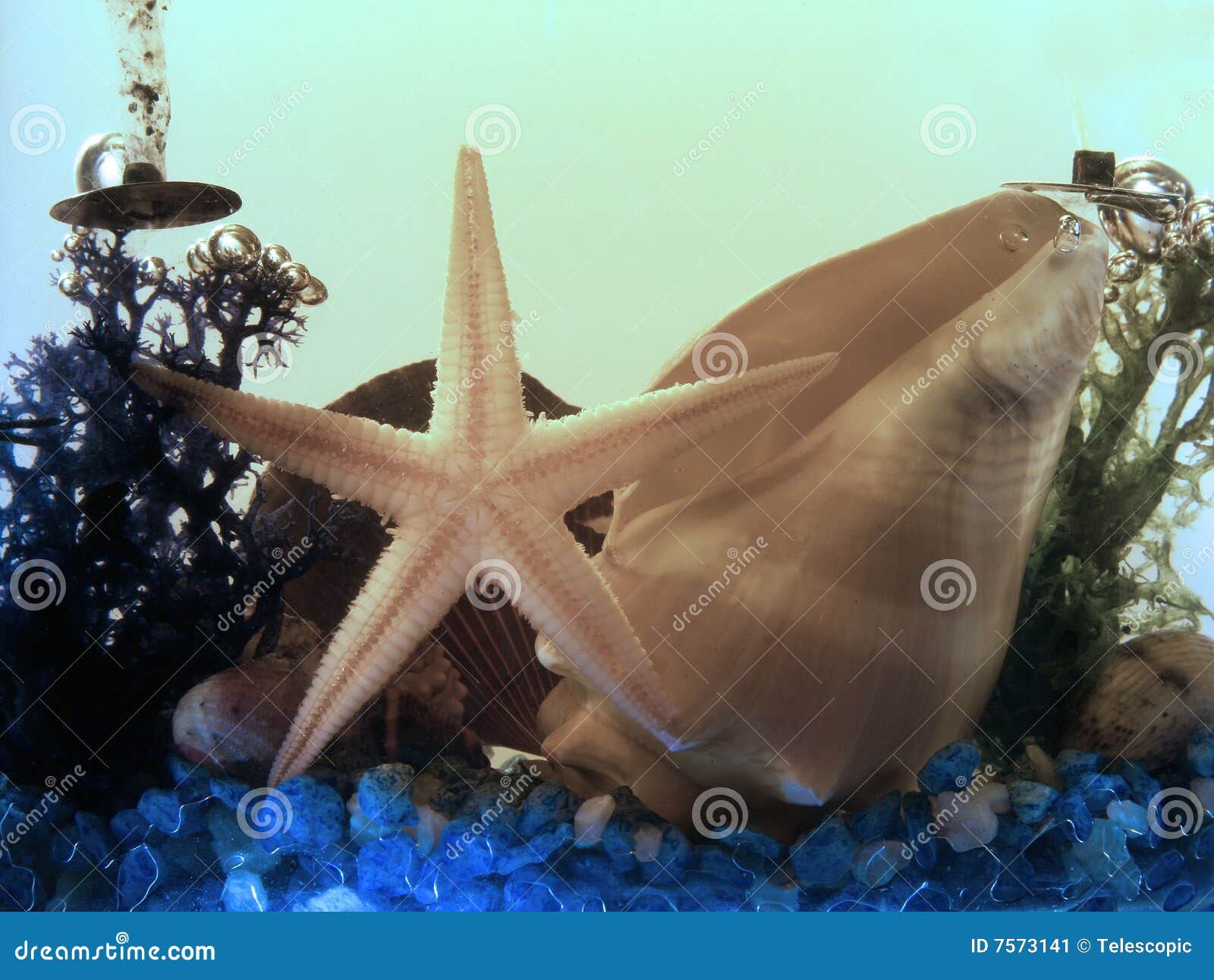 Unterwasserc$nochlebensdauer mit einem Starfish und einem Shell