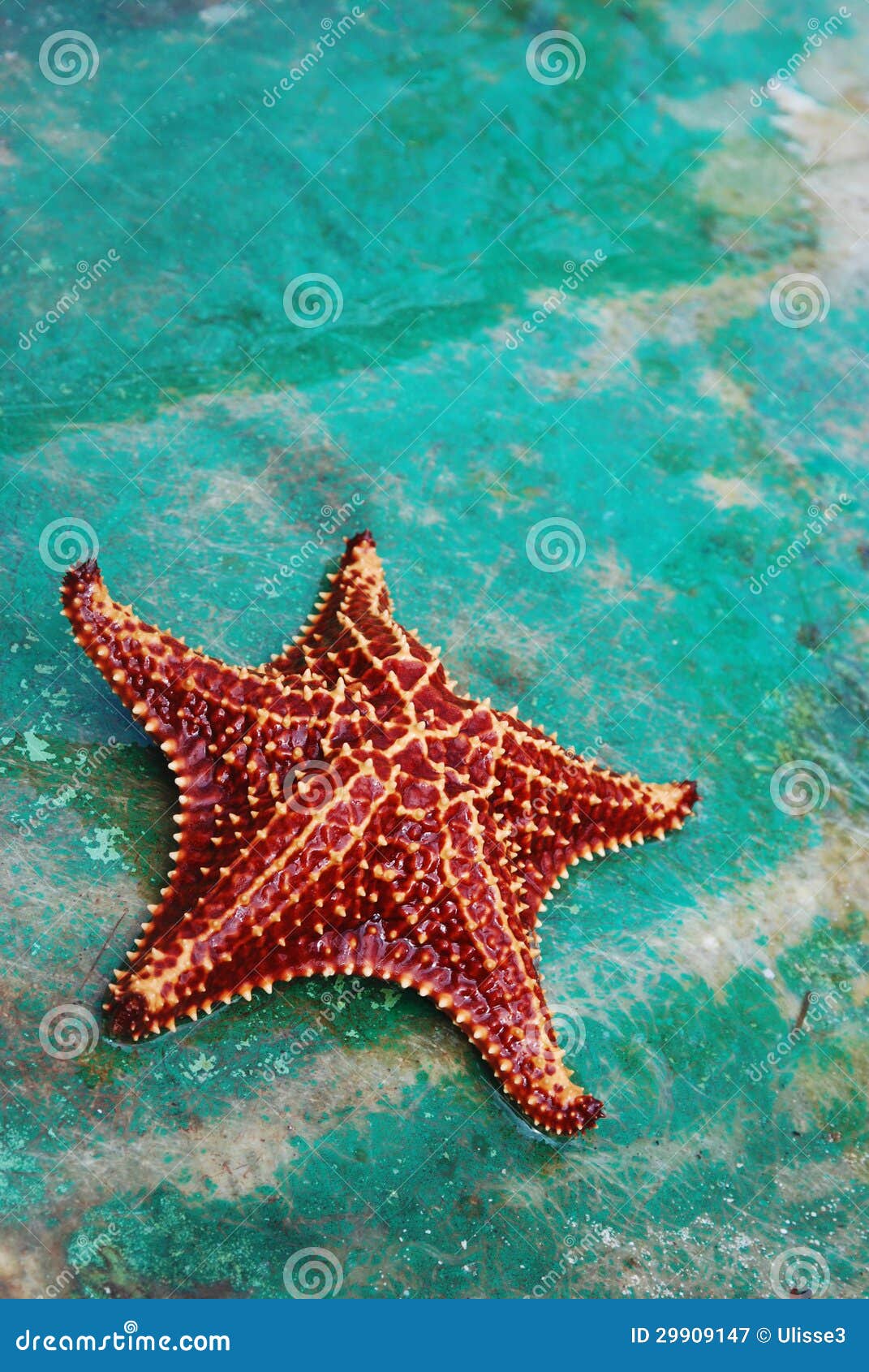 Tropical starfish stock image. Image of island, tropical ...