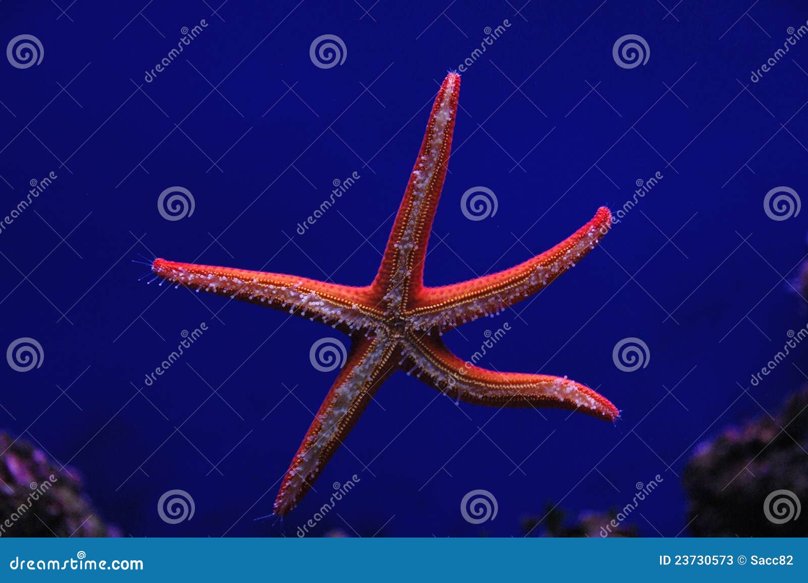 Starfish in aquarium stock image. Image of starfish, italy 23730573