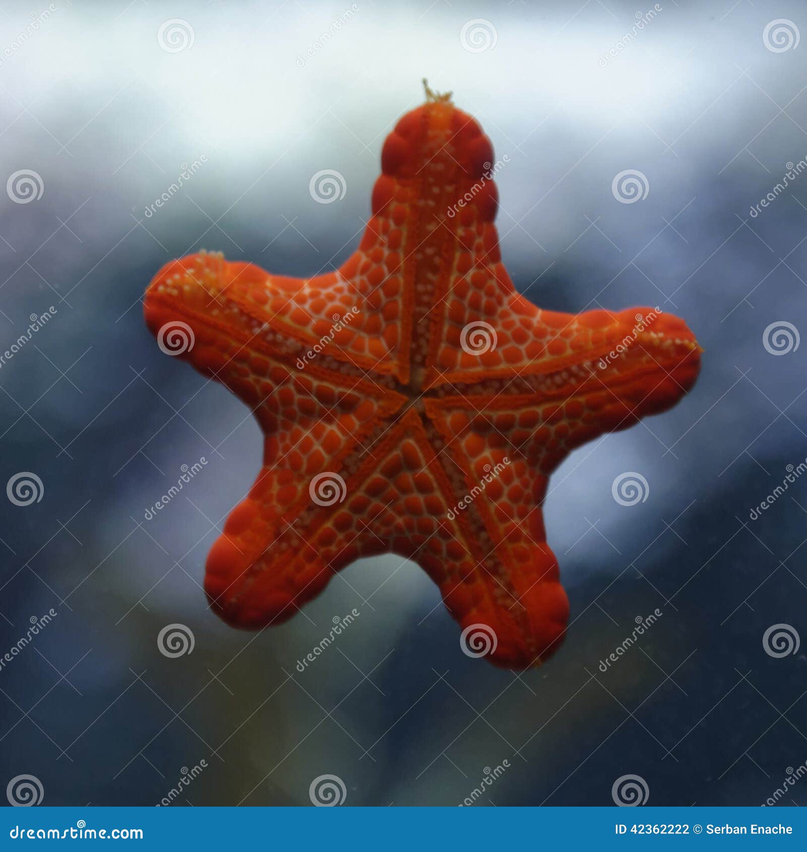 Starfish in aquarium stock photo. Image of marine, nature 42362222