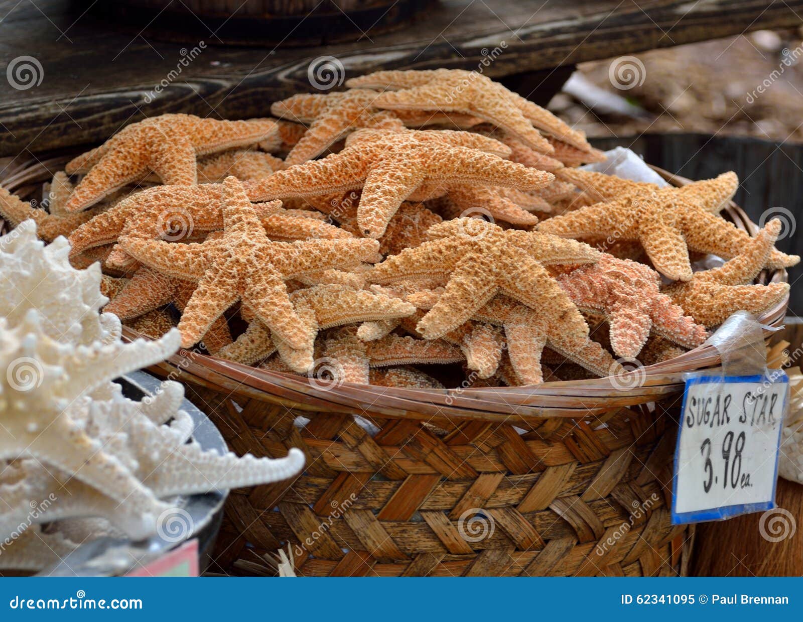 Starfish in Basket, Florida Stock Image Image of white, sales 62341095