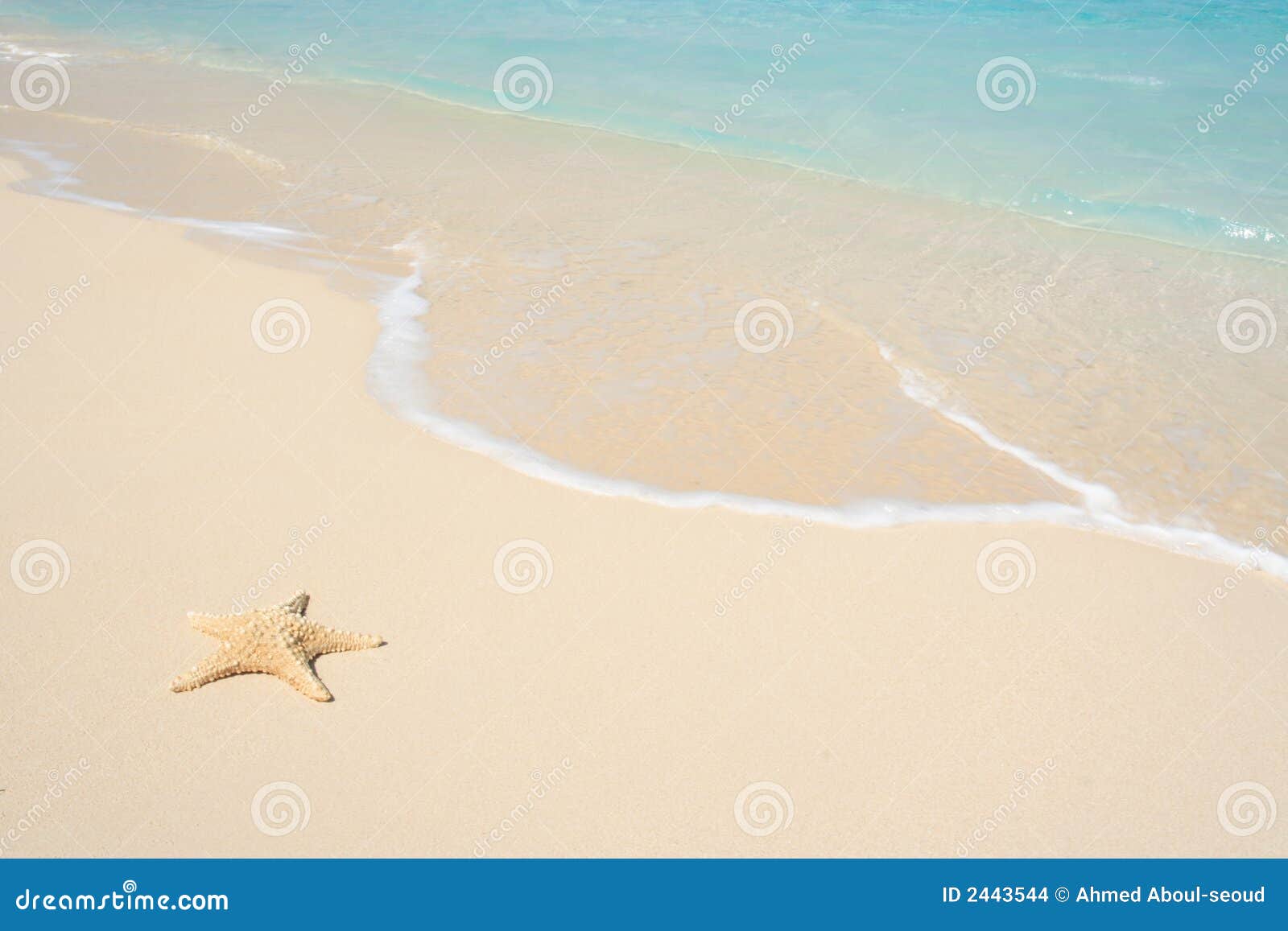 starfish on the beach