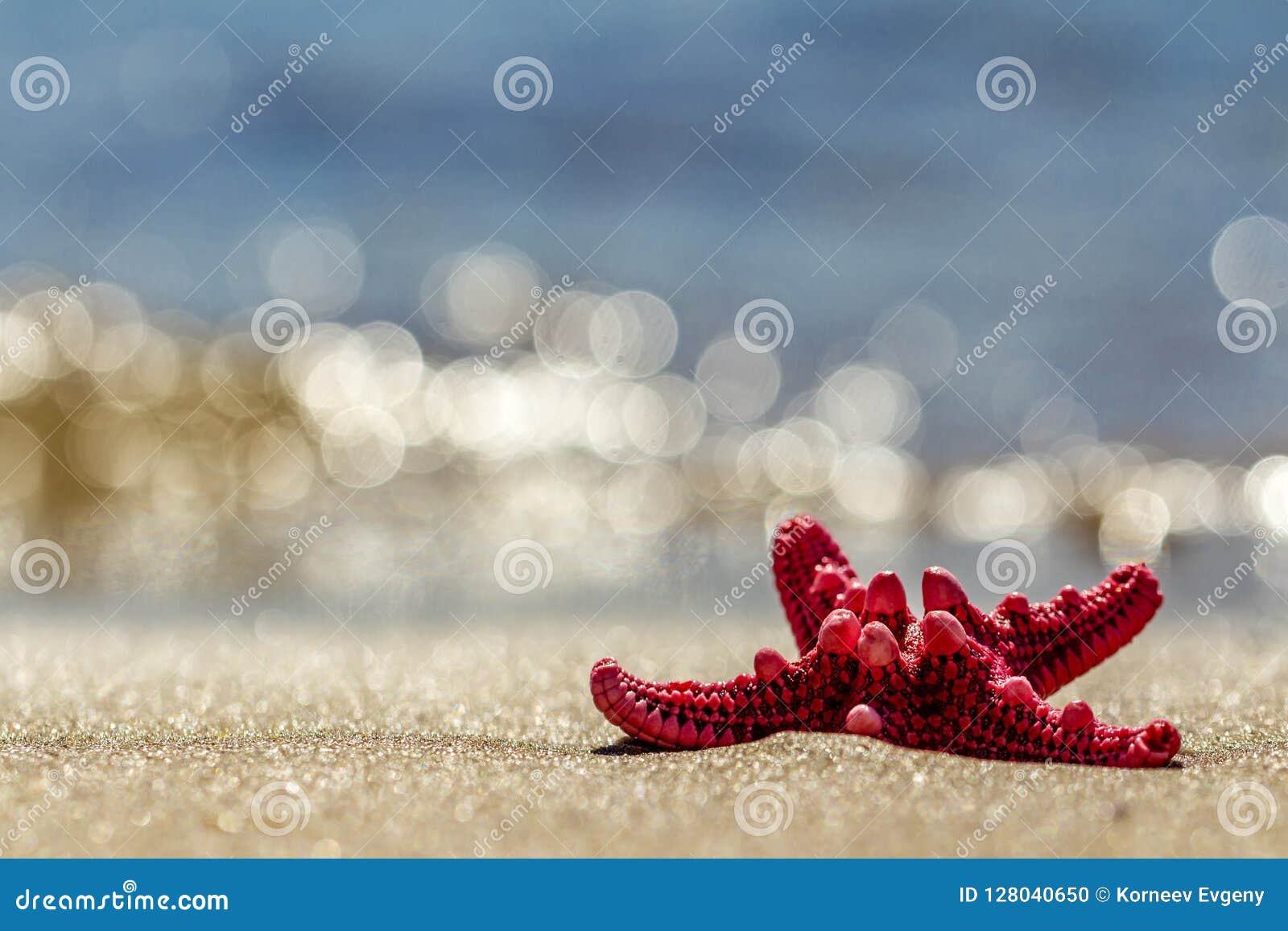 Starfish on the Beach. Bright, Red, Fivepointed. Sandy Beach Stock