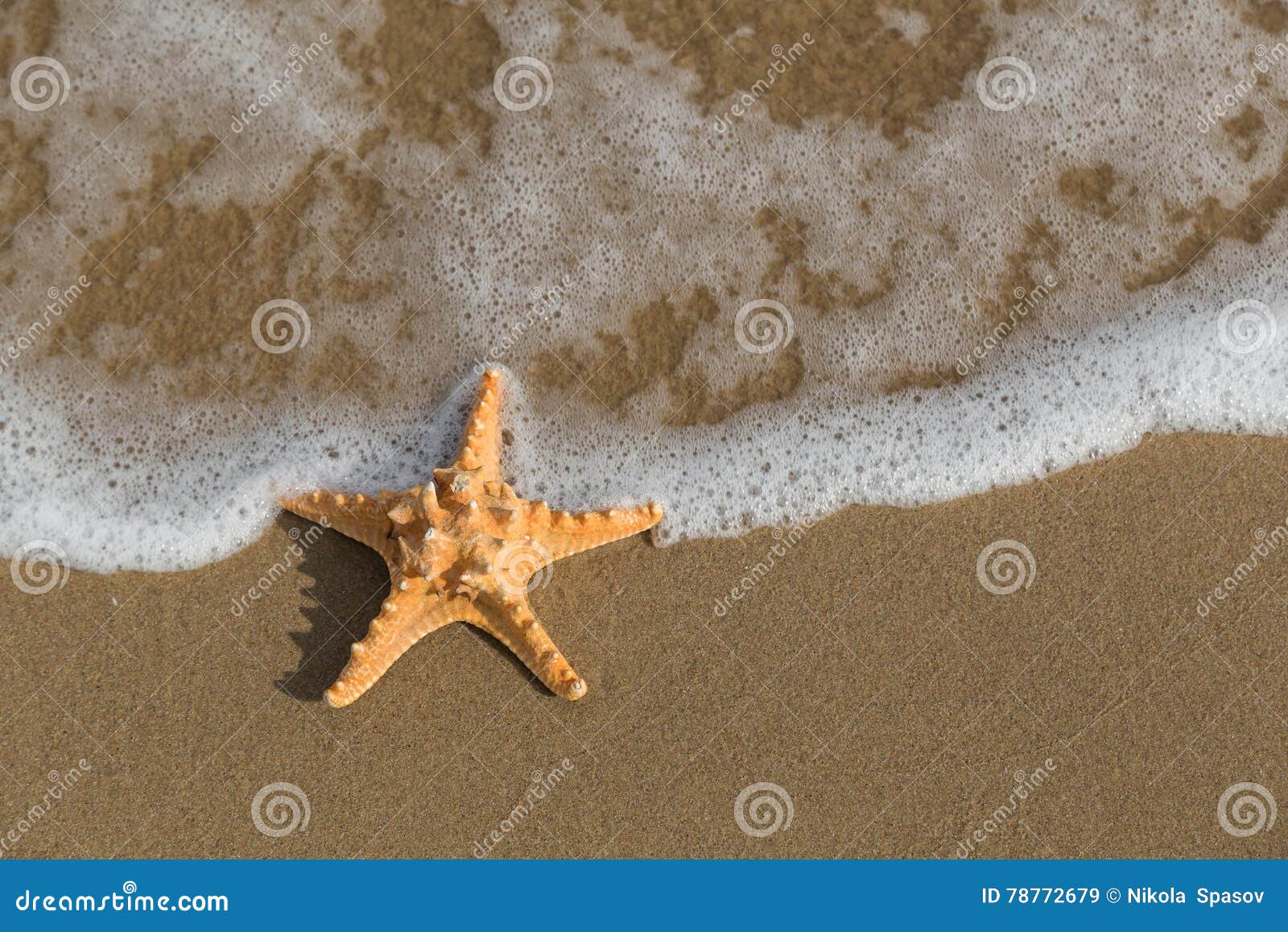Are there any starfish in Bulgaria Are there any starfish in Bulgaria
