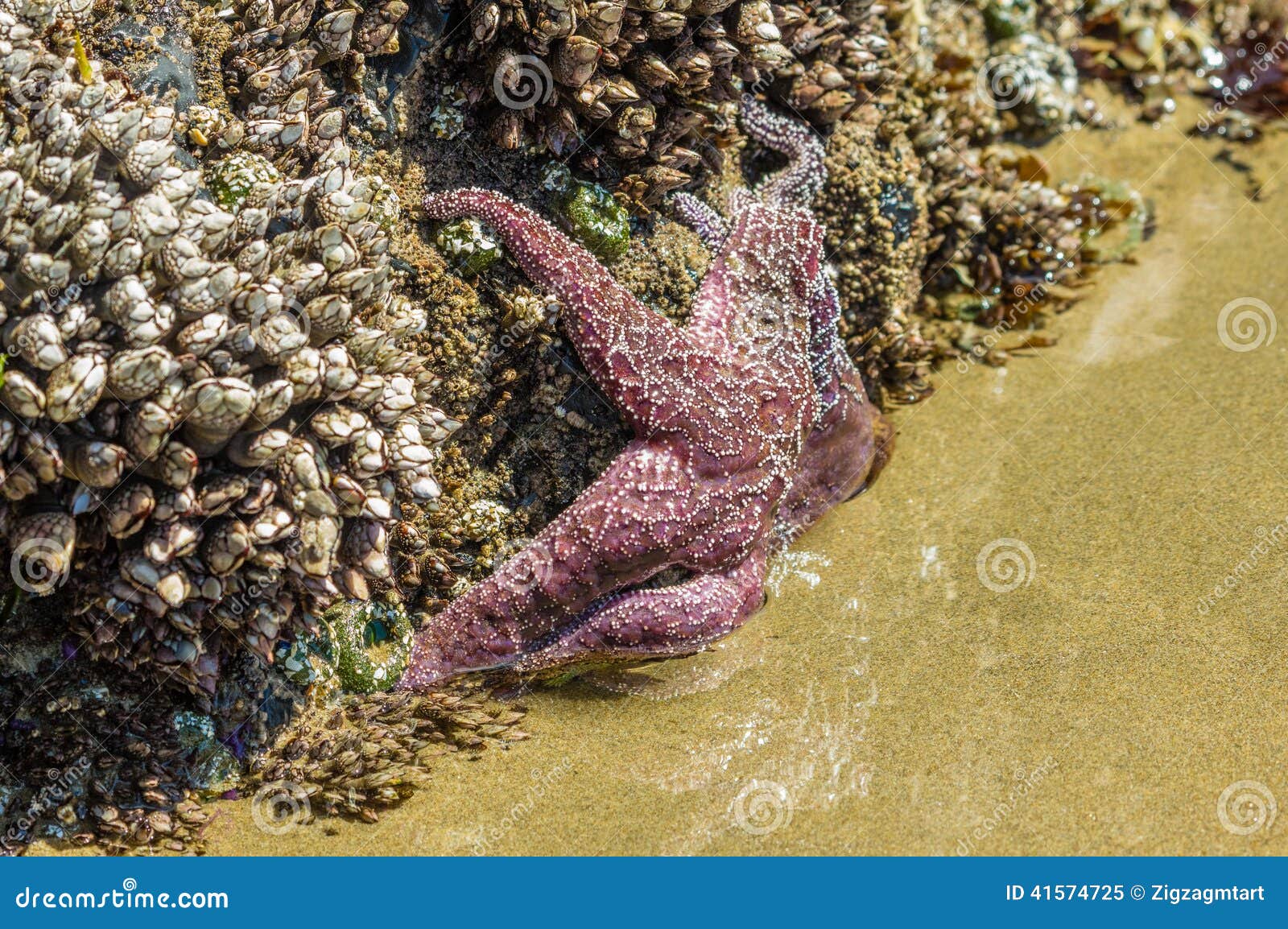 Starfish Clinging To Rocks on the Beach Stock Image Image of starfish
