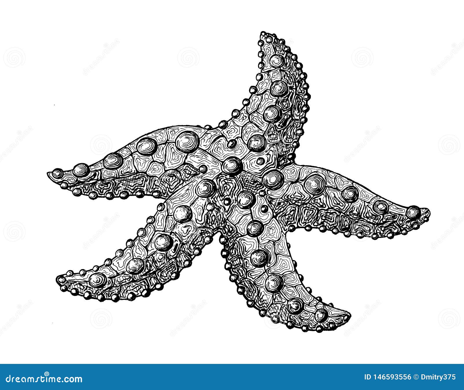 Starfish Drawing - ClipArt Best