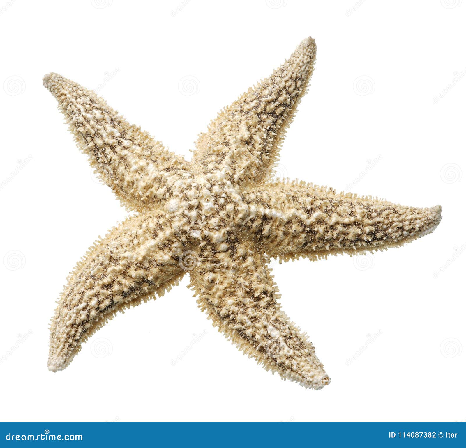 Starfish Isolated on White Background Stock Photo - Image of mollusk