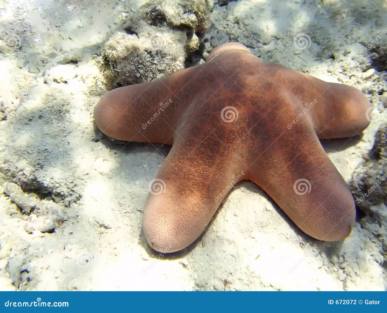 Starfish Lying on Sandy Seabed Stock Photo Image of diving, shallow